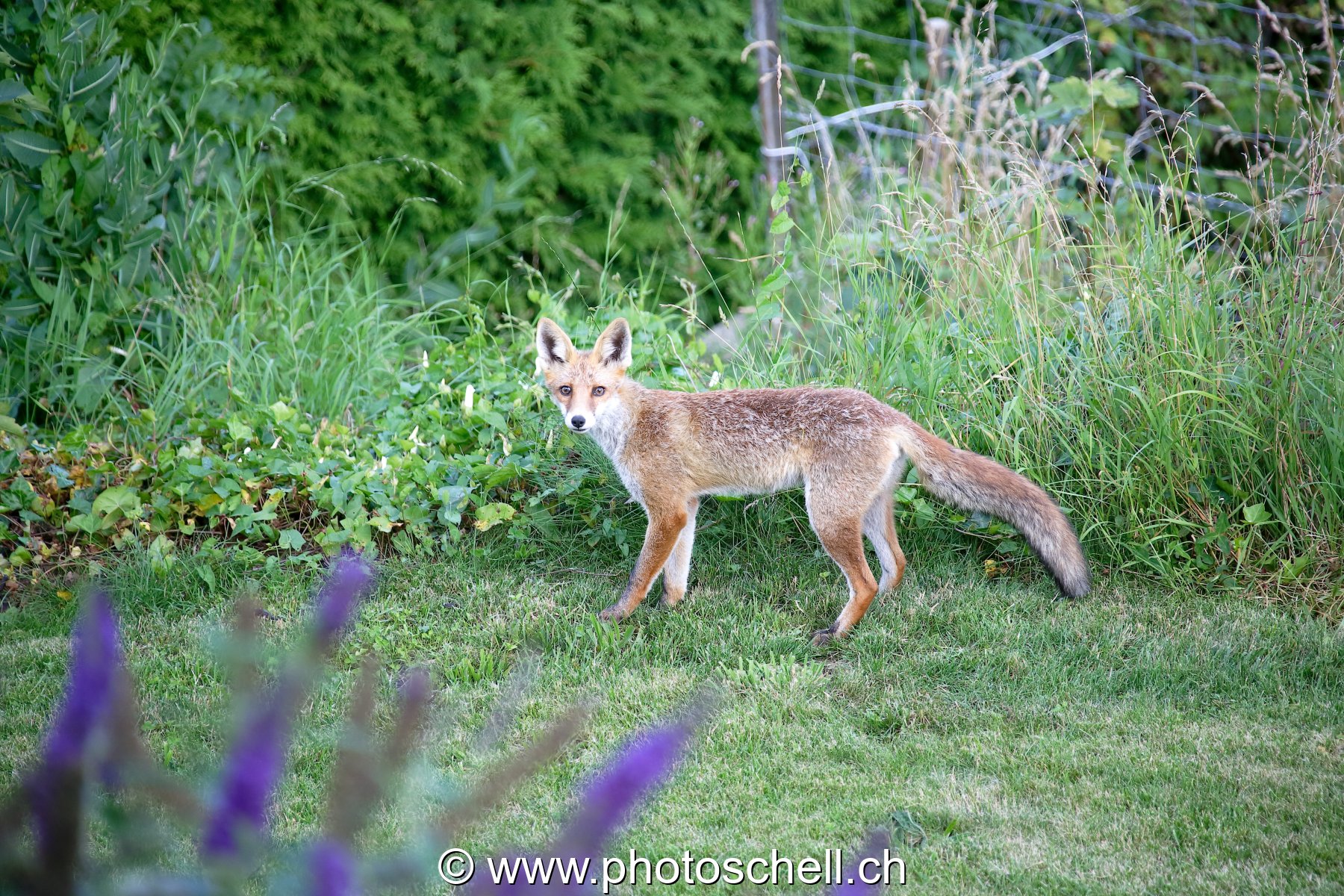 Renard dans le jardin