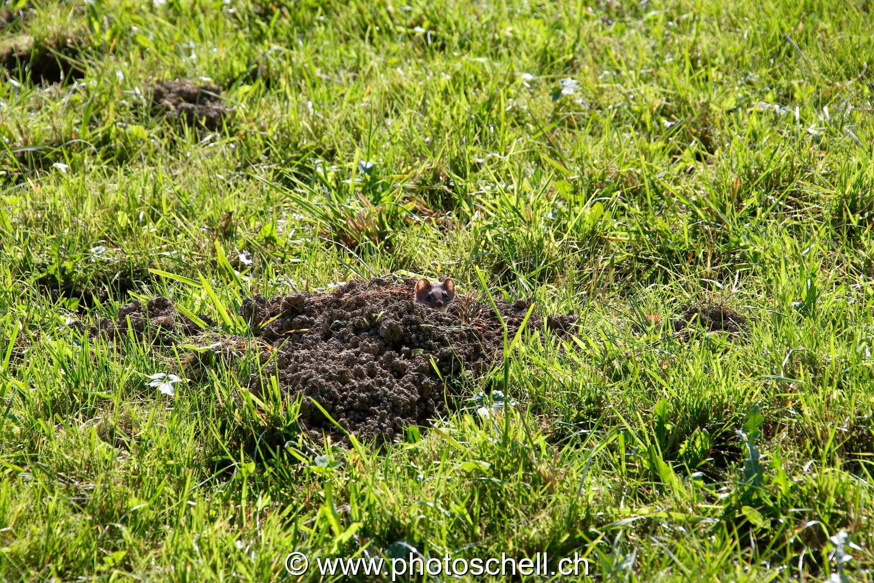 Belette près d'un terrier de taupe