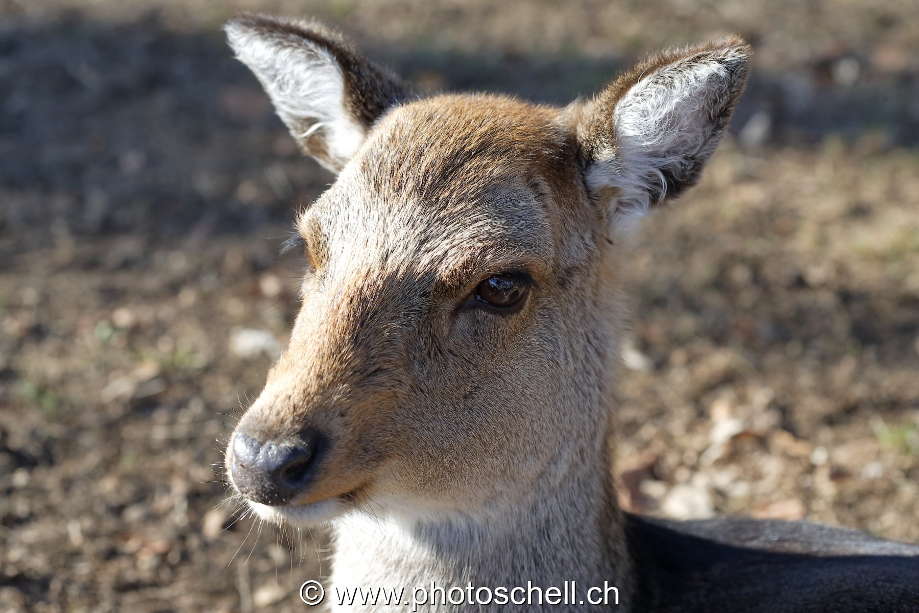 Biche en gros plan