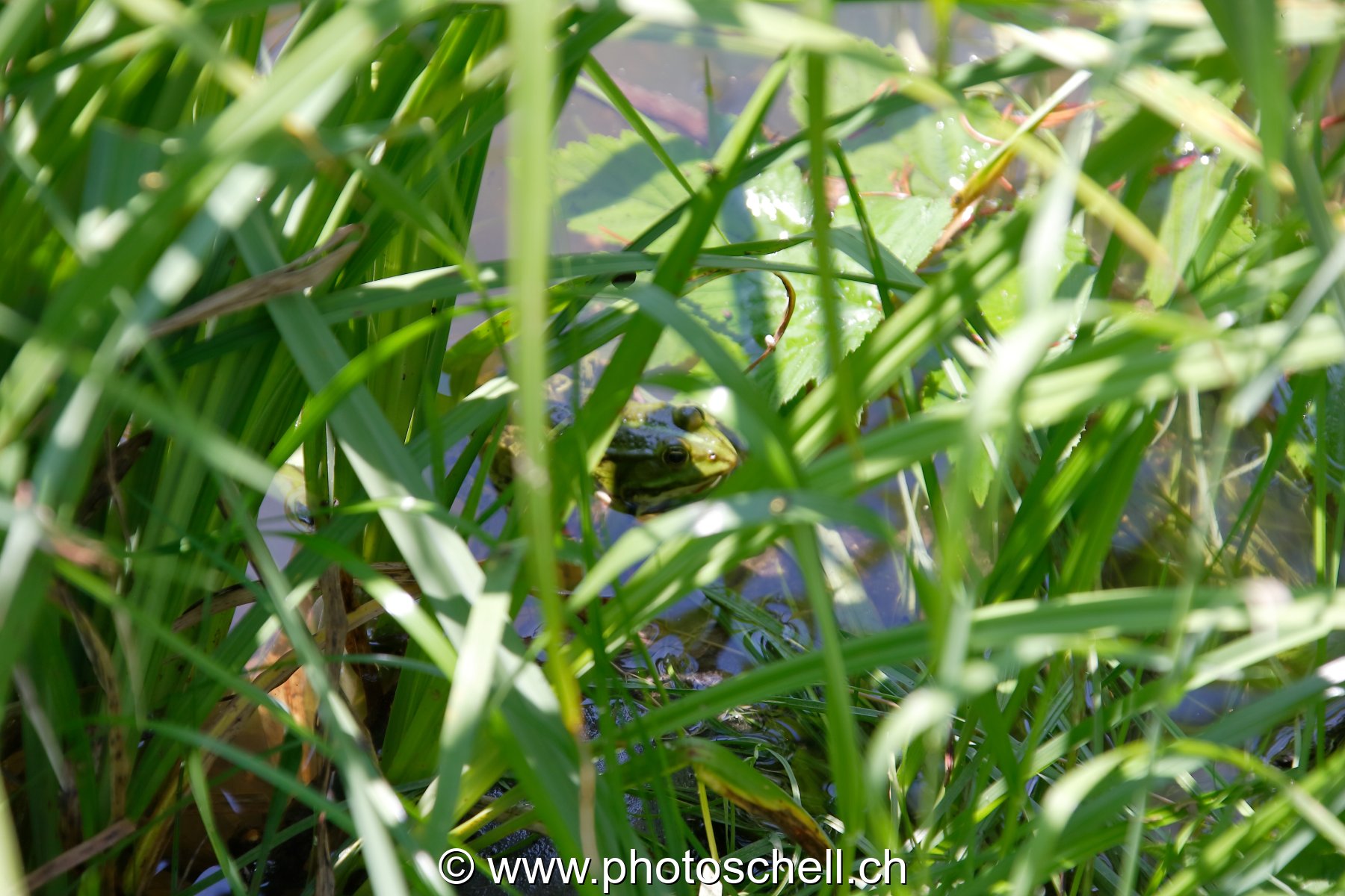 Grenouille discrète