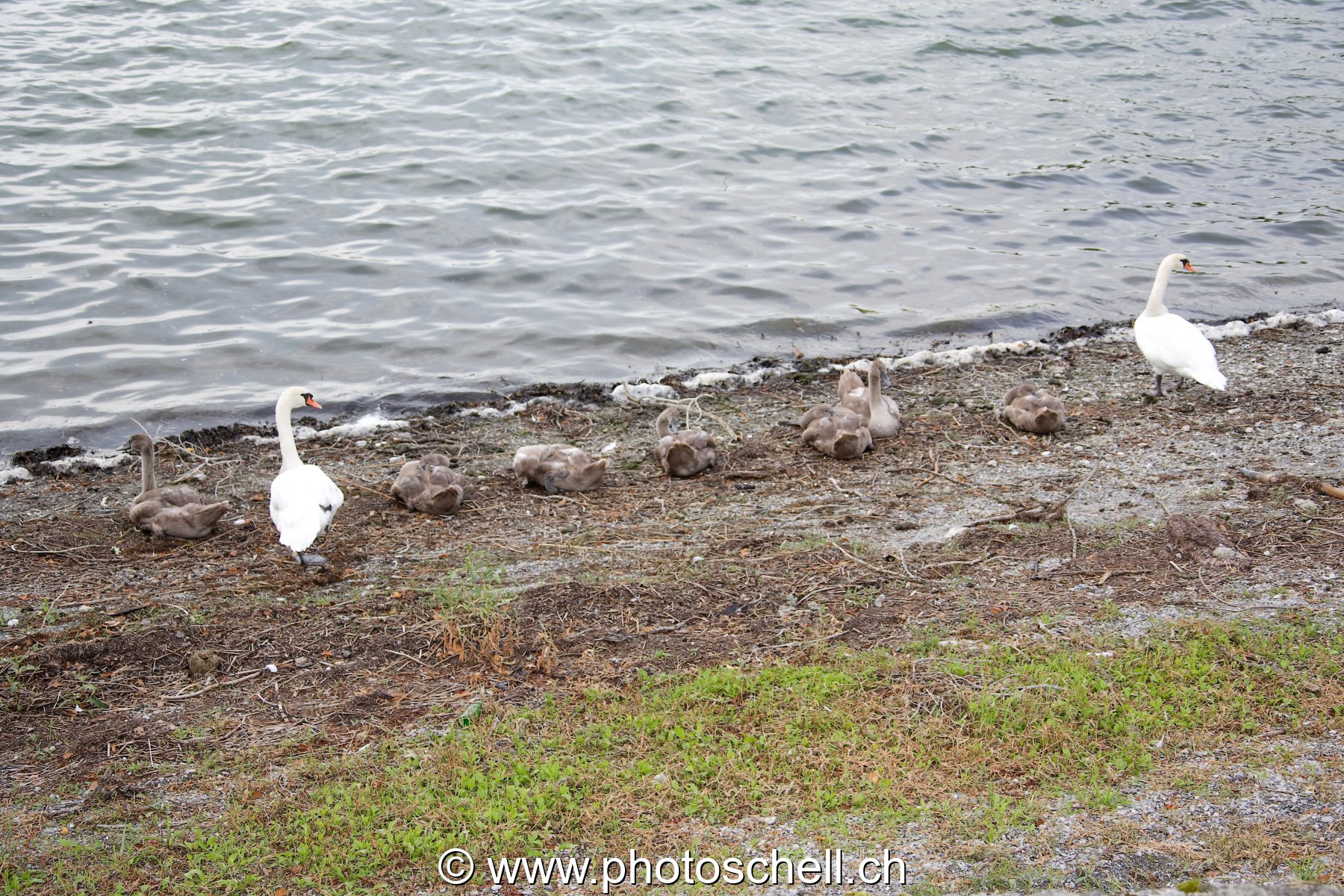 Cygnes