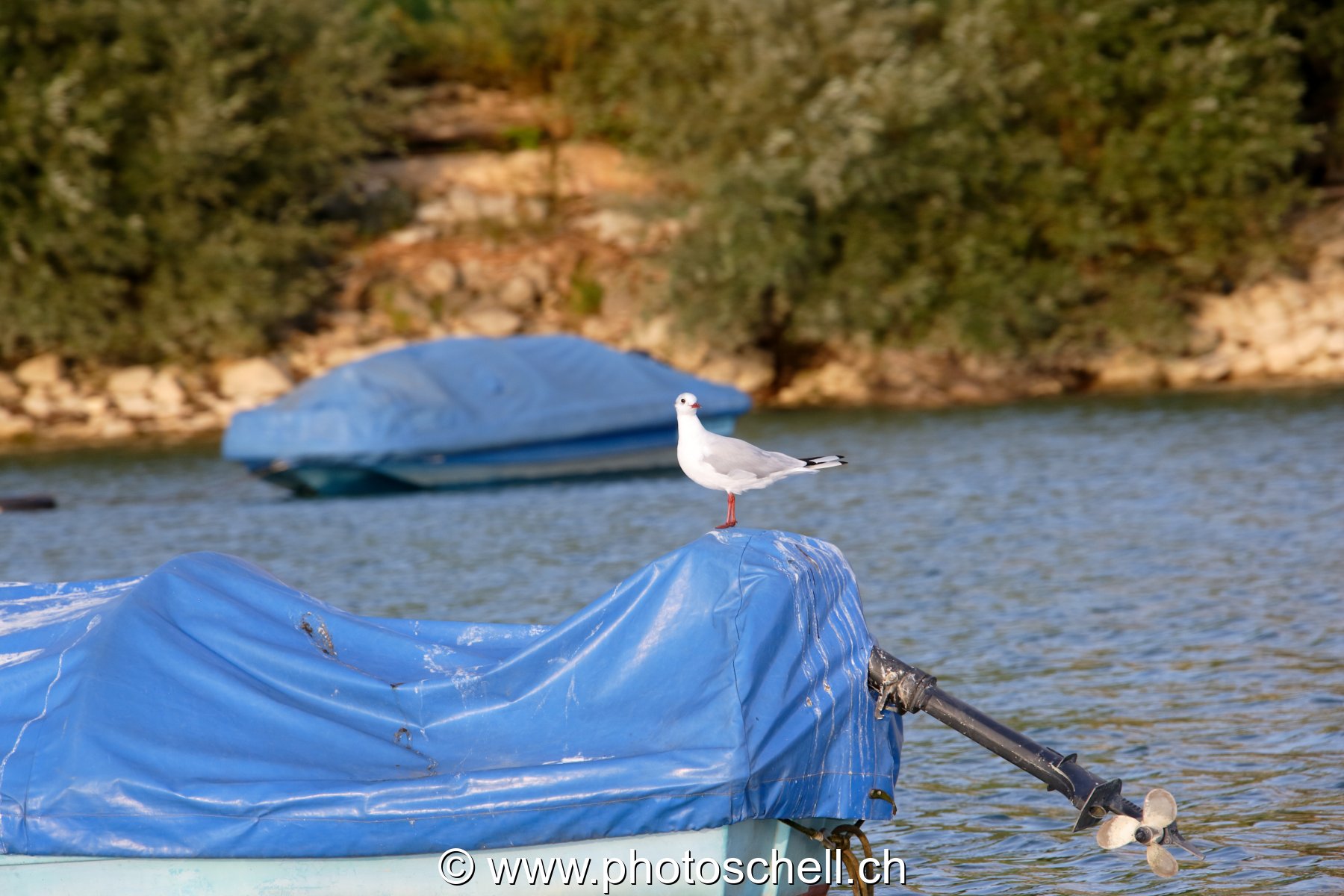 Mouette en Gruyère