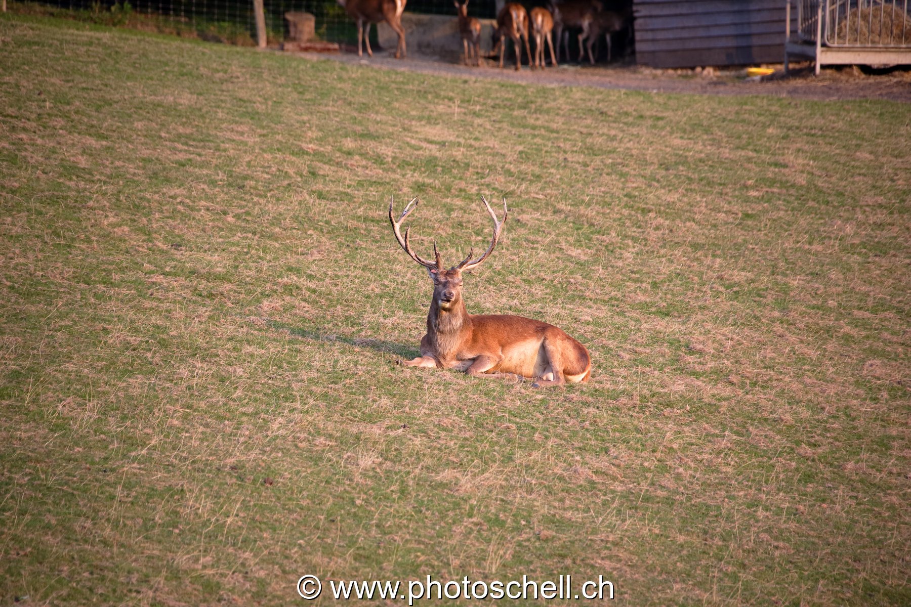 Cerf