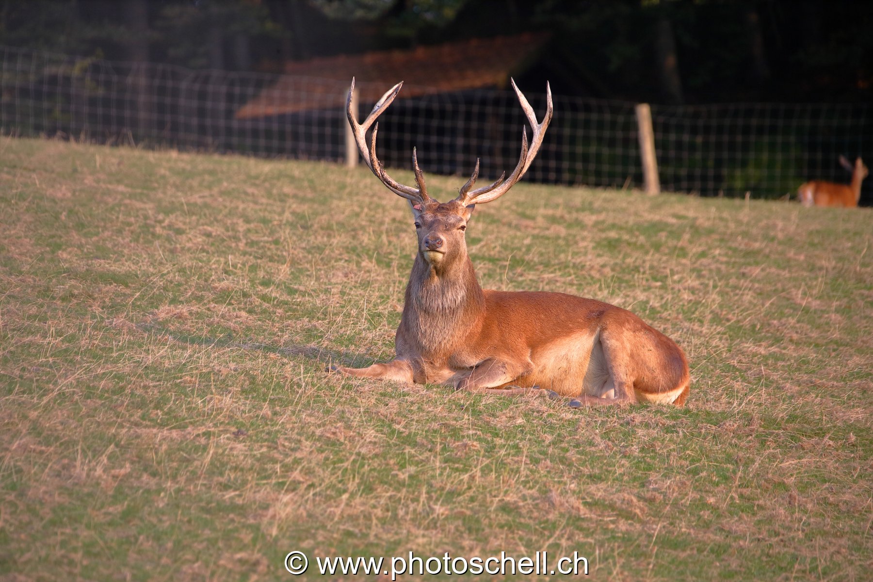 Cerf
