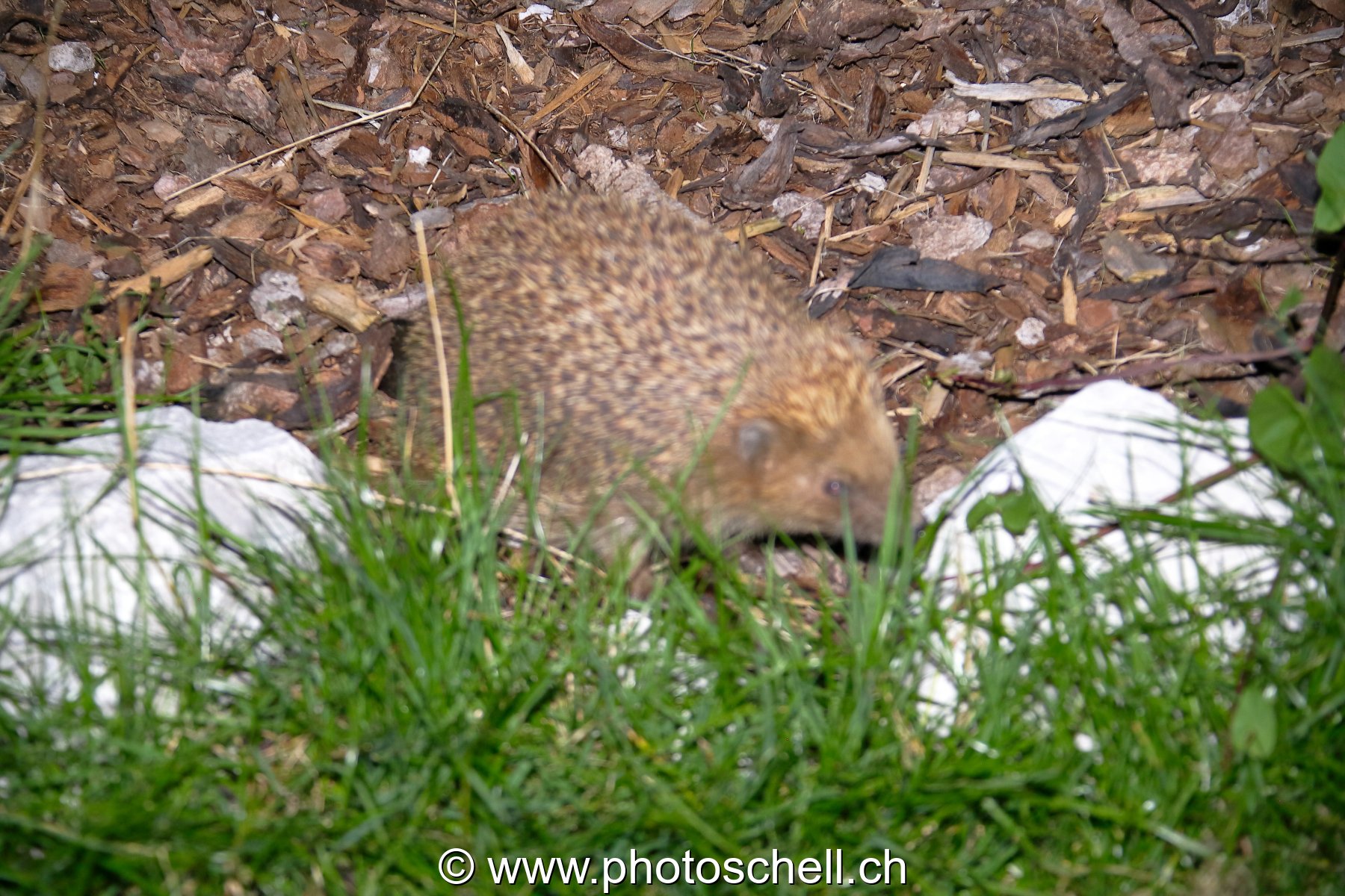 Hérisson en vadrouille dans le jardin
