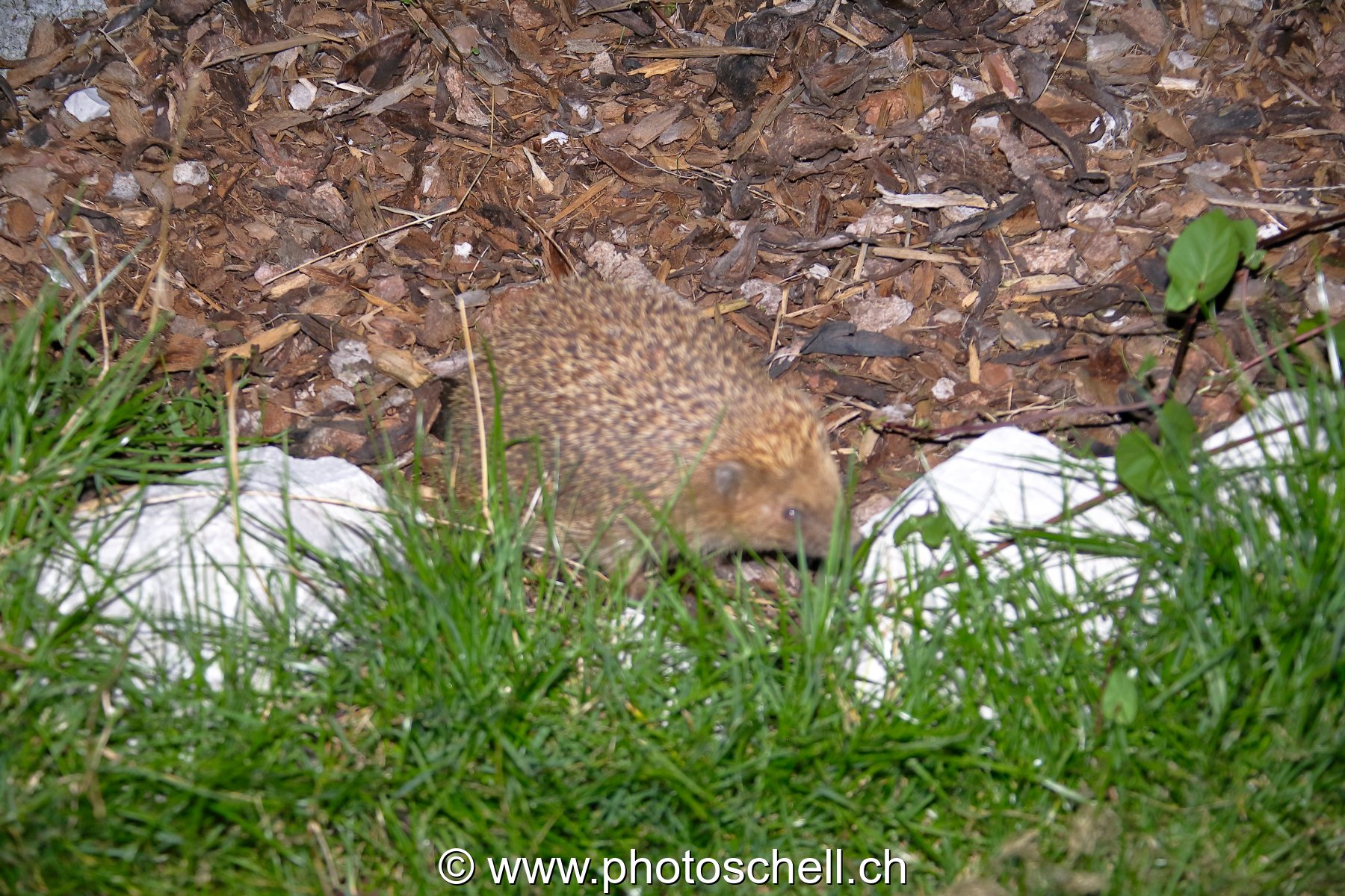 Hérisson en vadrouille dans le jardin