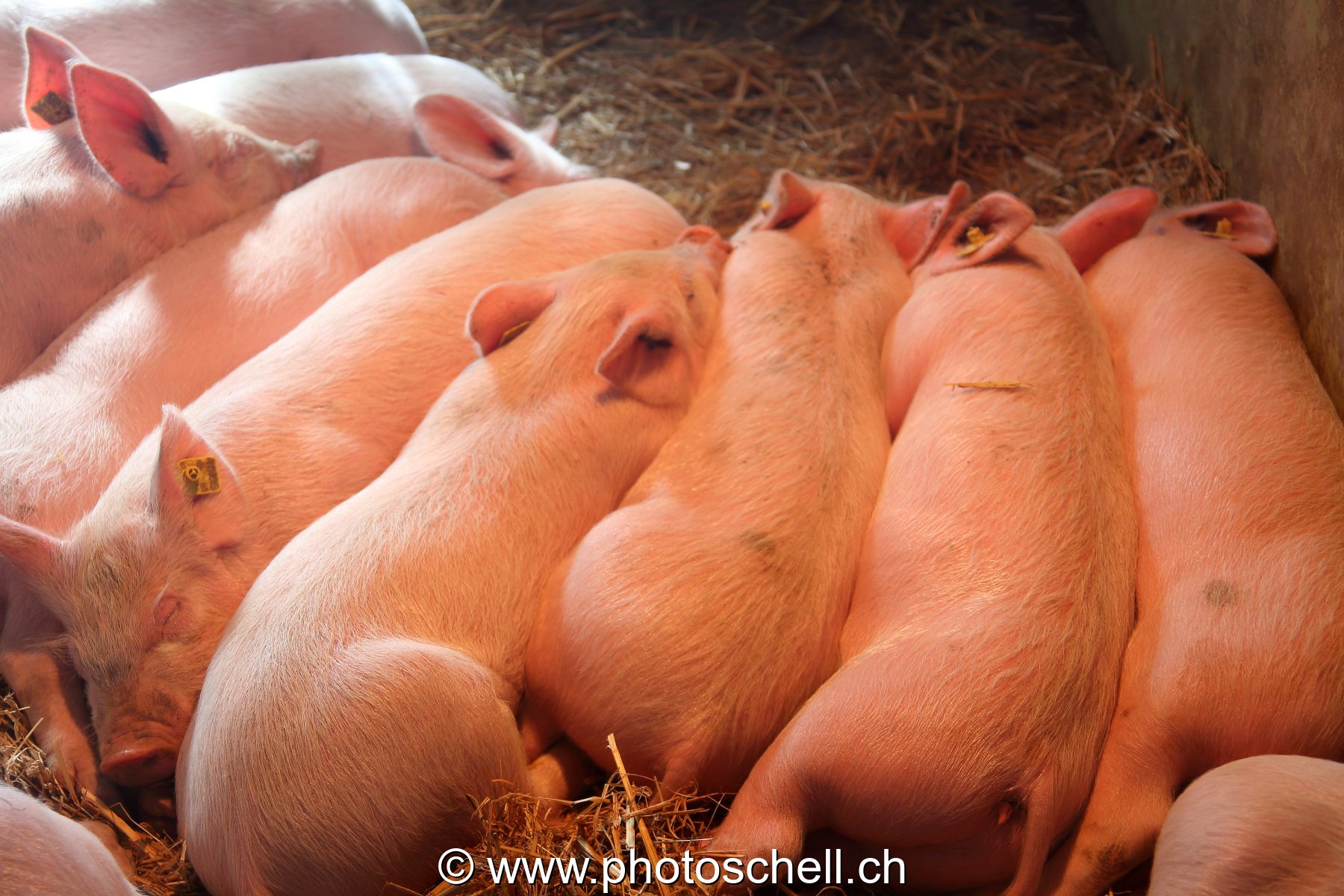 Copains comme cochons