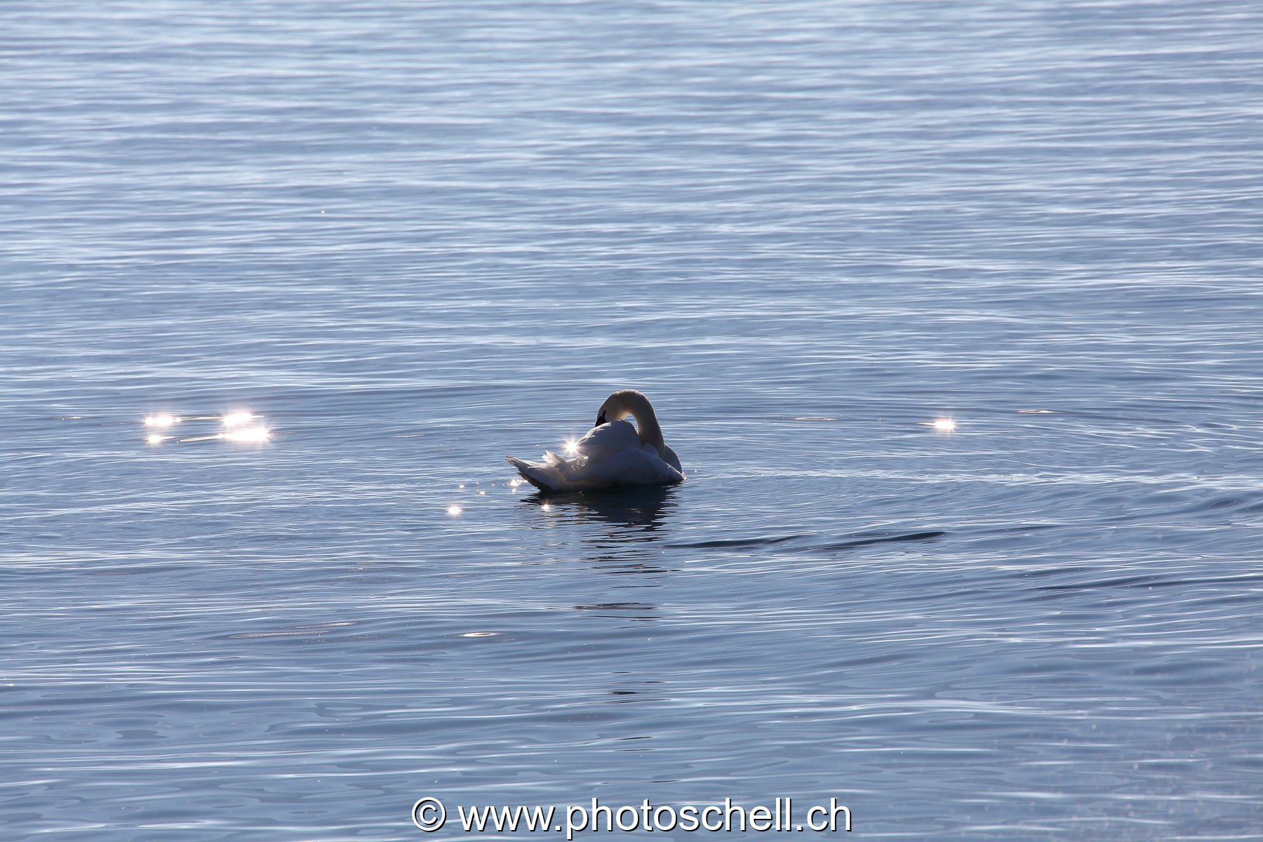 Poule d'eau