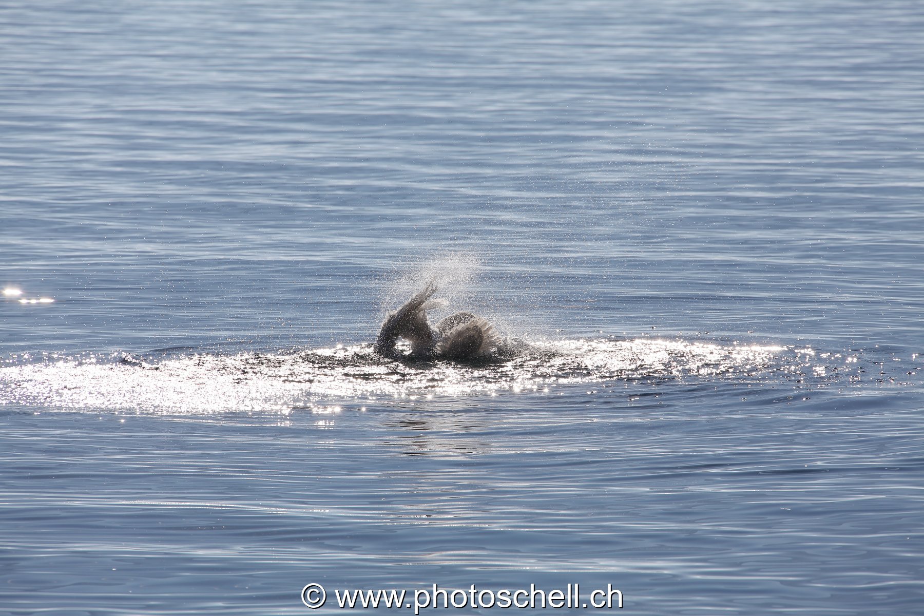 Plongeon