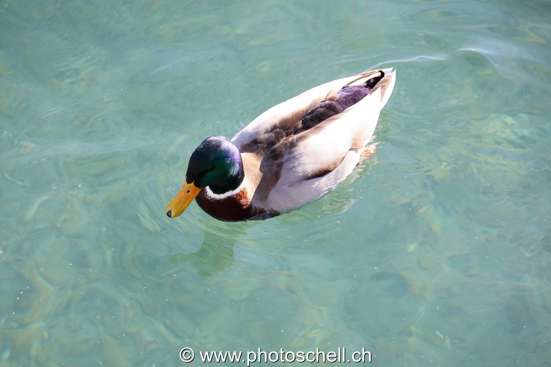 Col vert en balade
