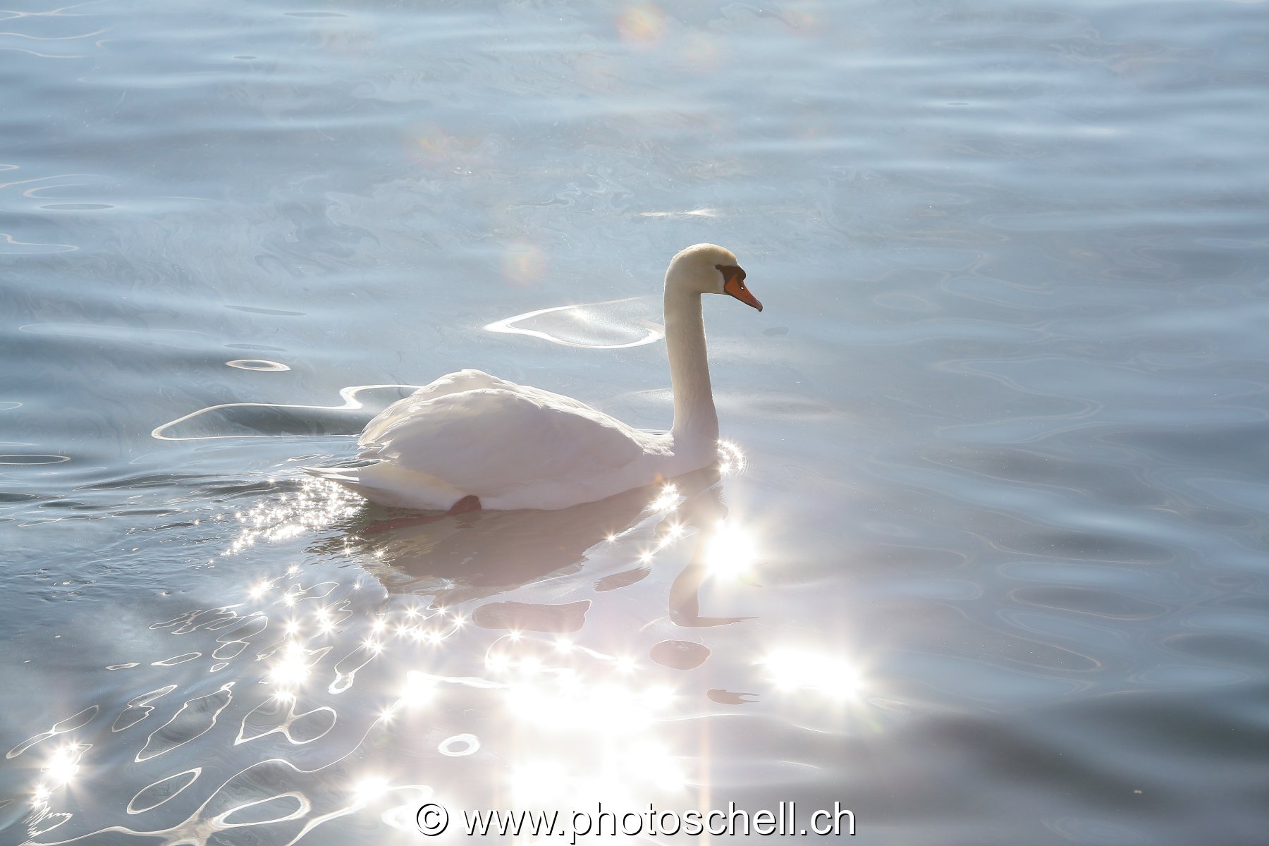 Cygne dans la lumière