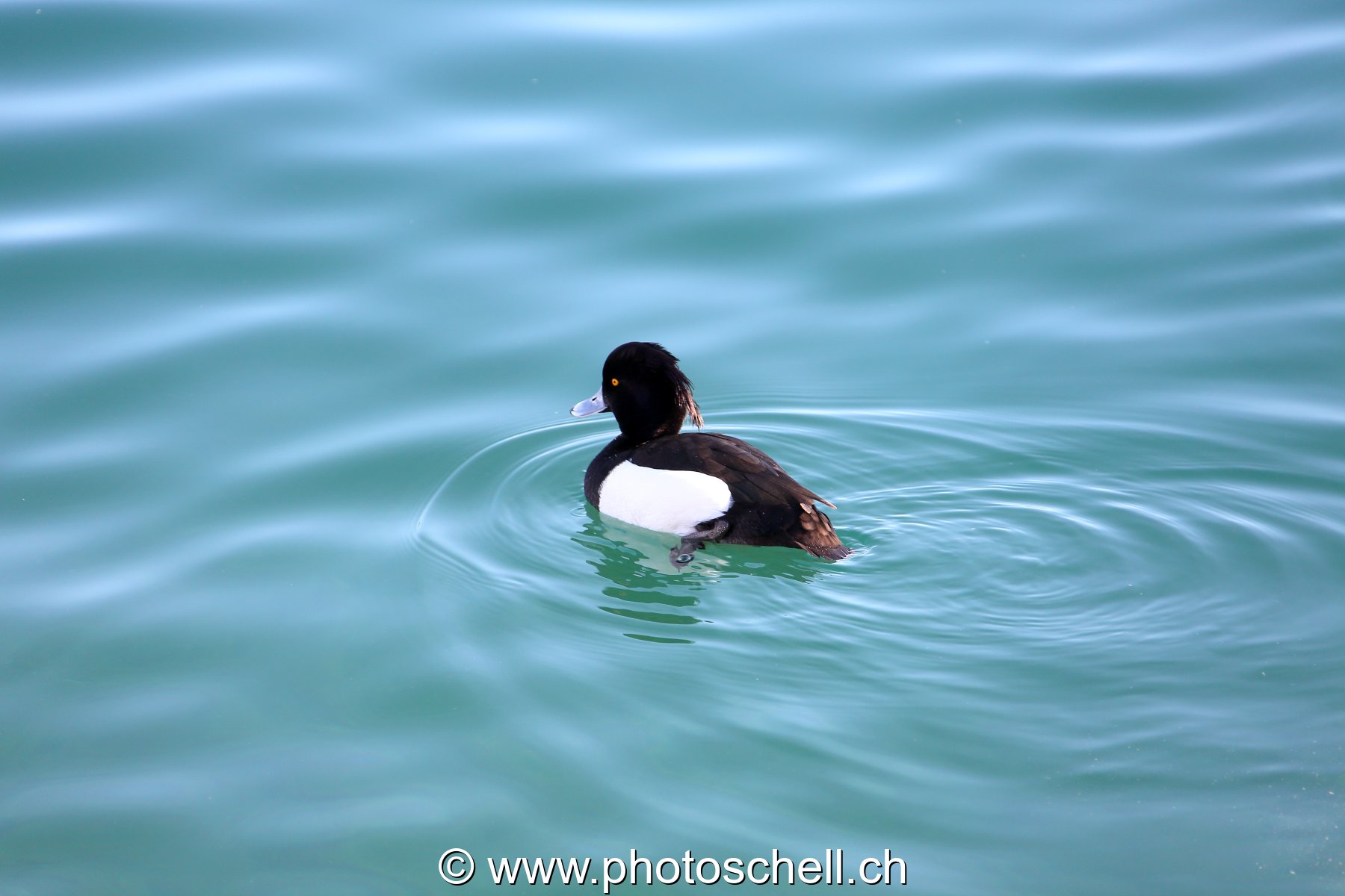 Canard