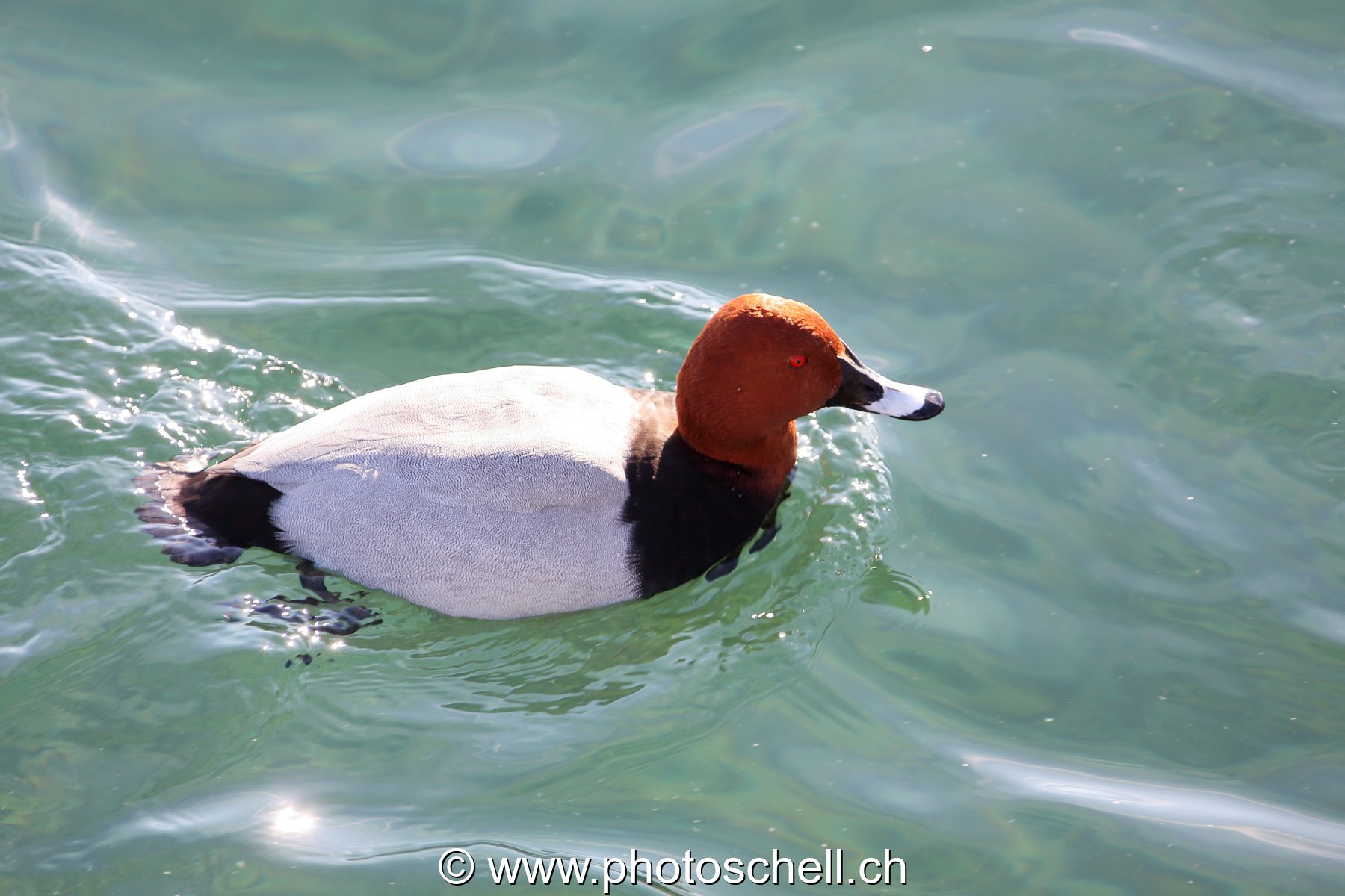 Canard