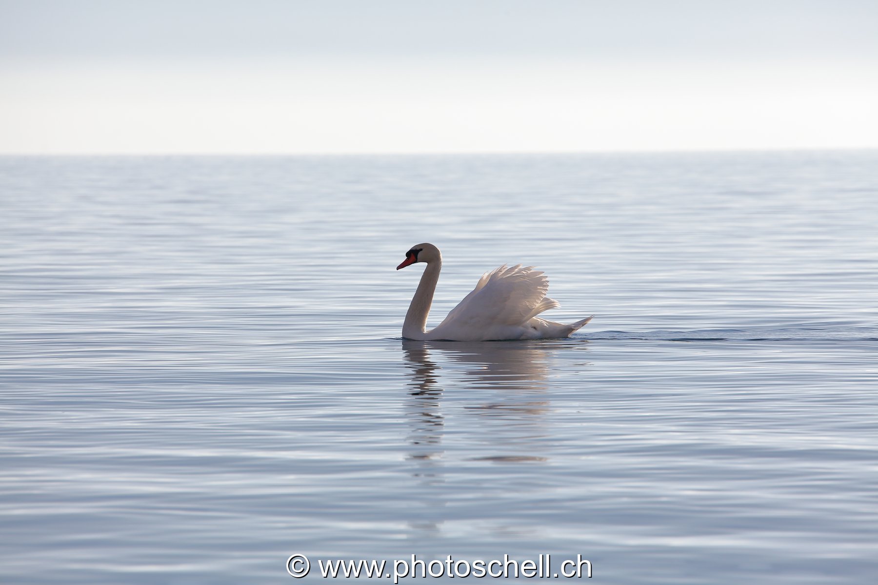 Cygne au loin