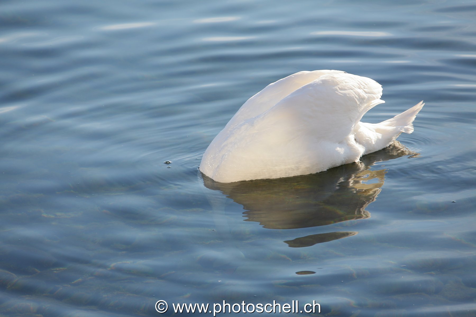 Cygne en apnée