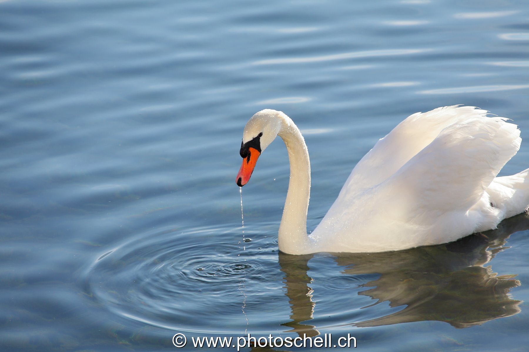 Cygne
