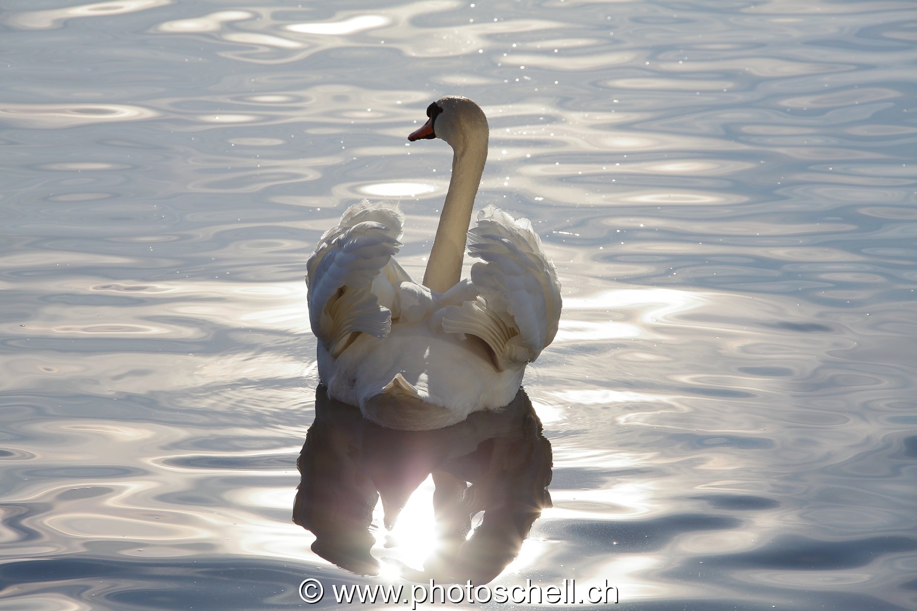 Cygne et son jeu de lumières