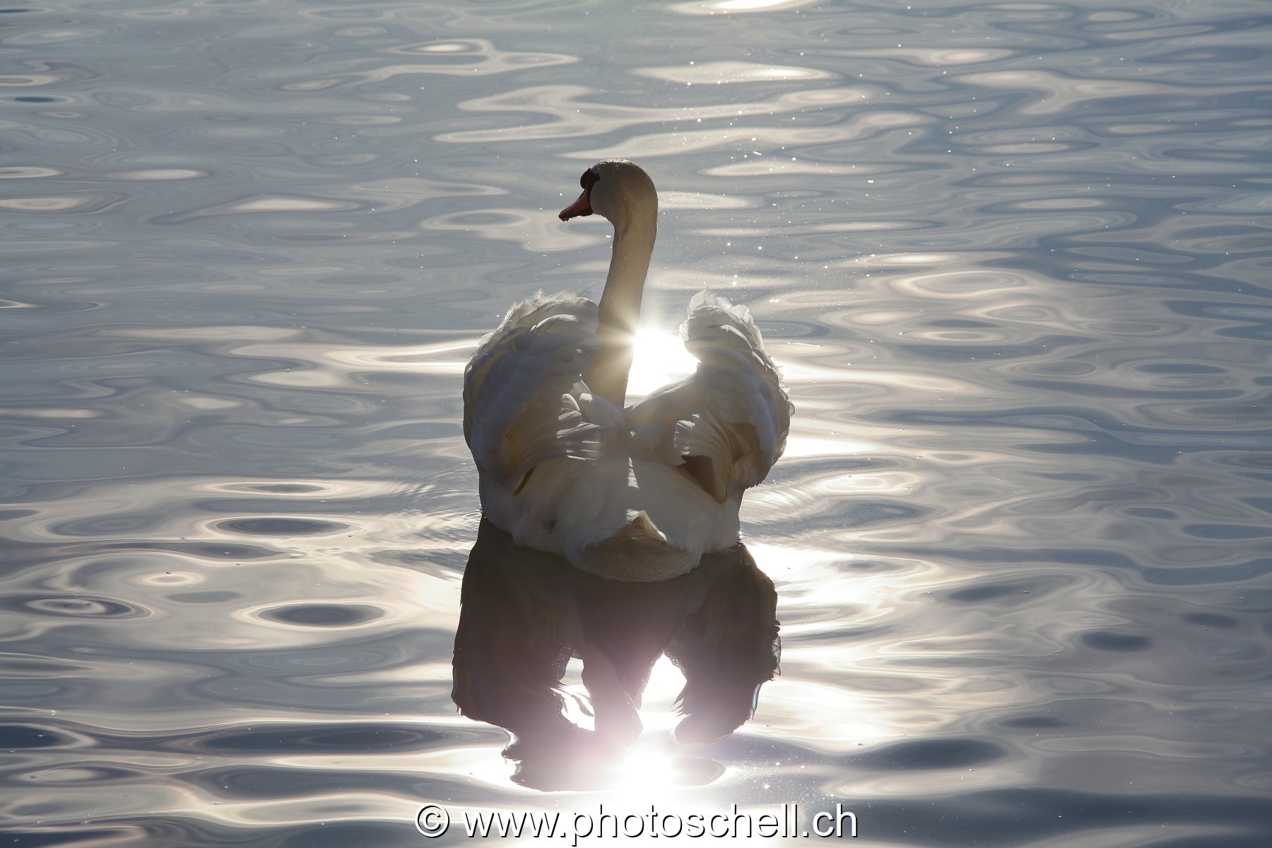 Cygne et son jeu de lumières
