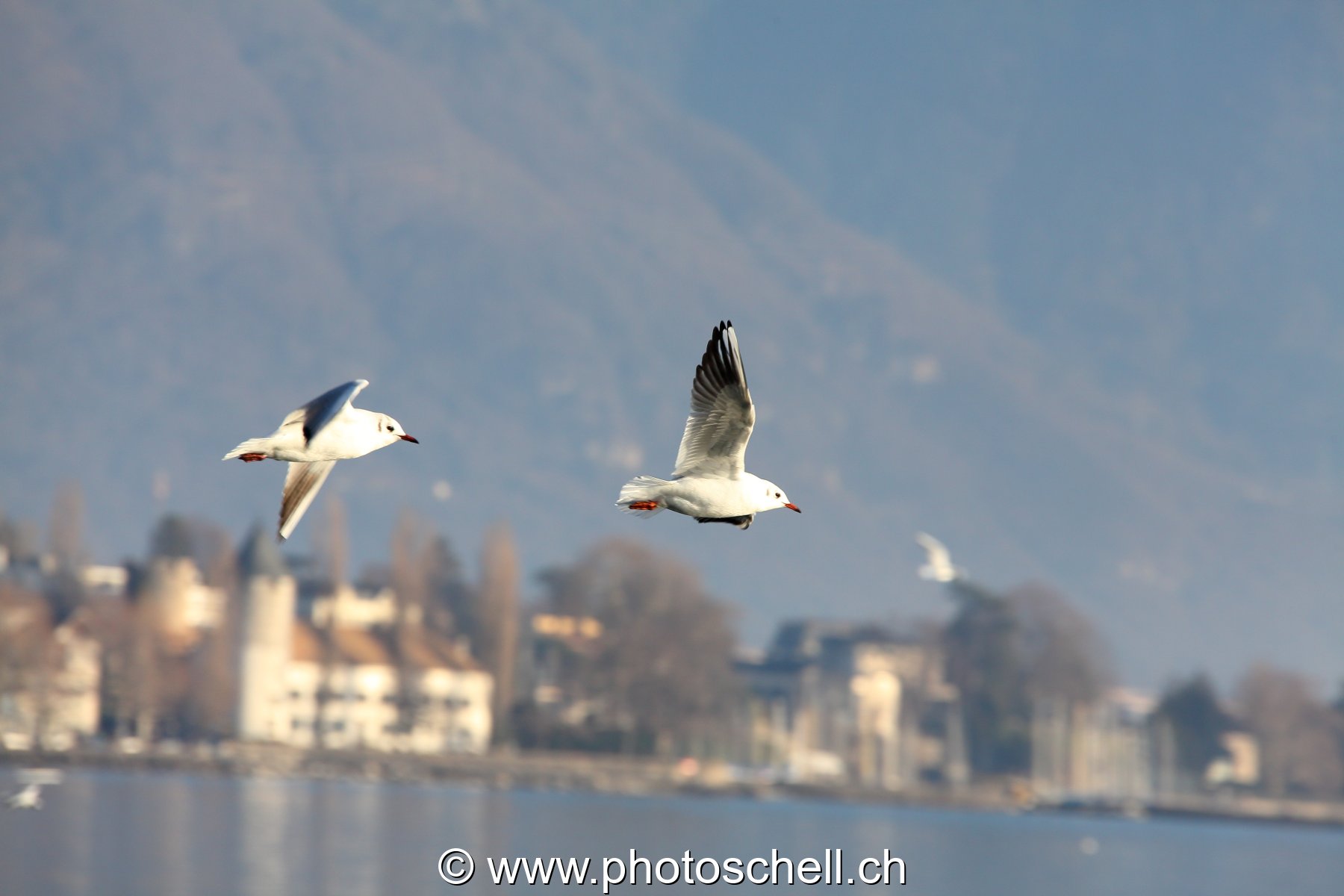 Oiseaux