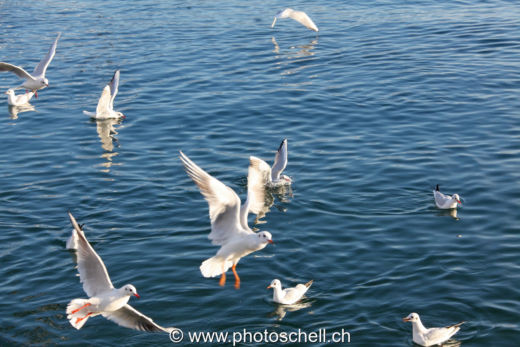 Mouettes affamées