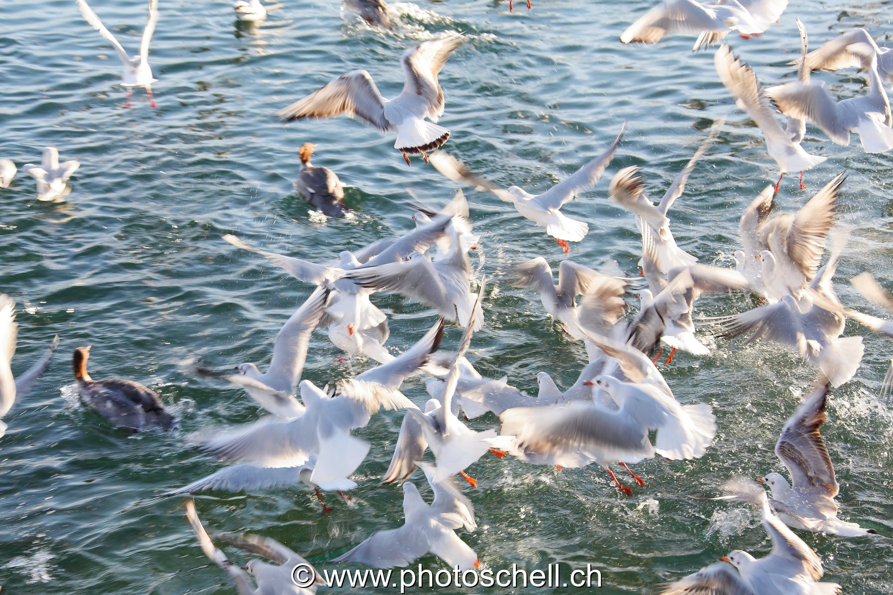 Mouettes affamées