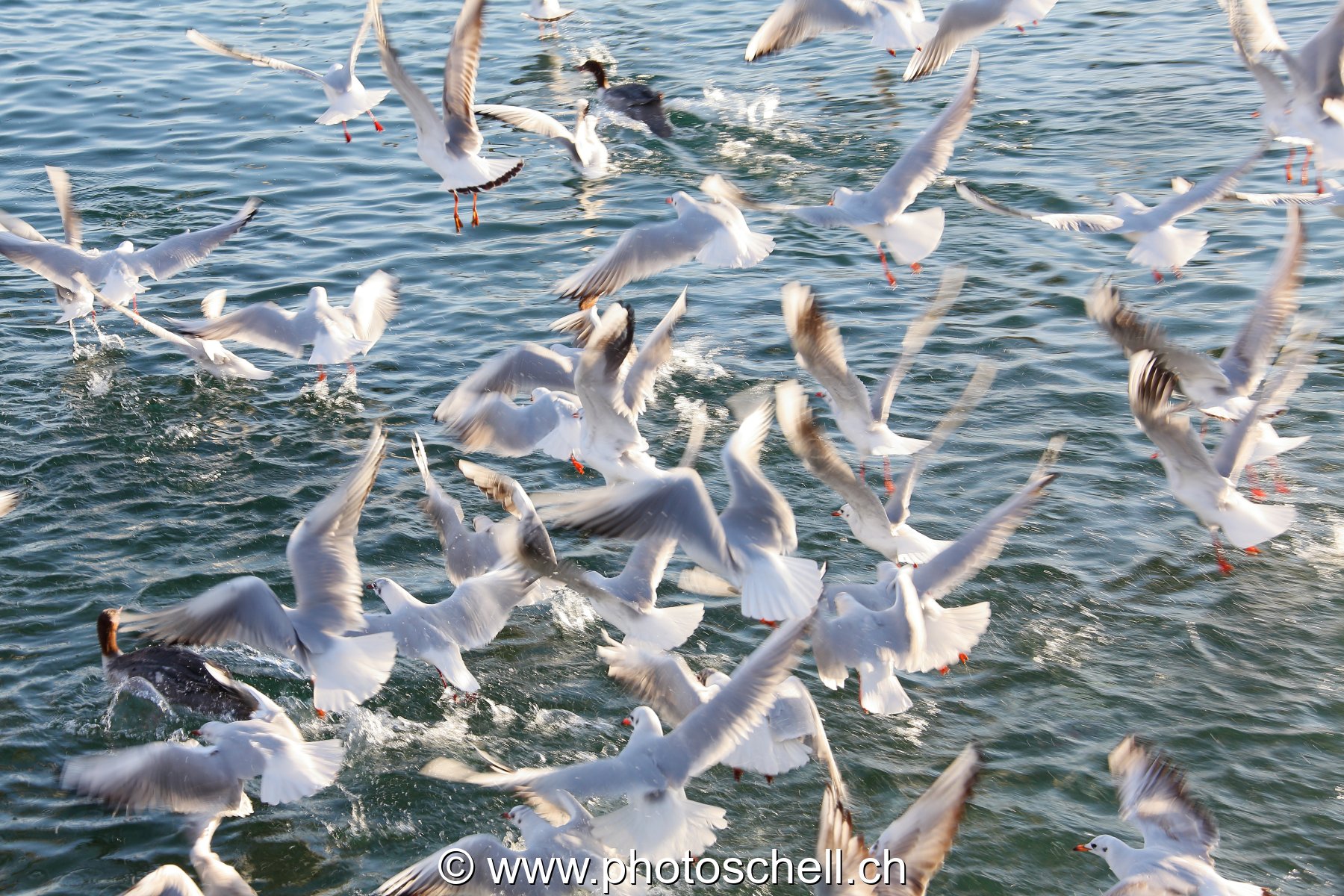Mouettes affamées