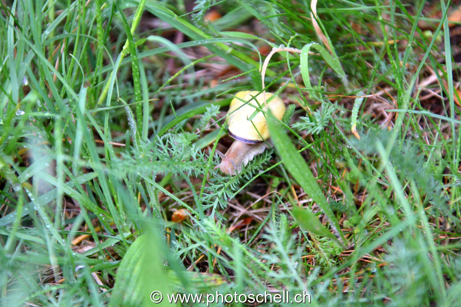 Escargot en vadrouille