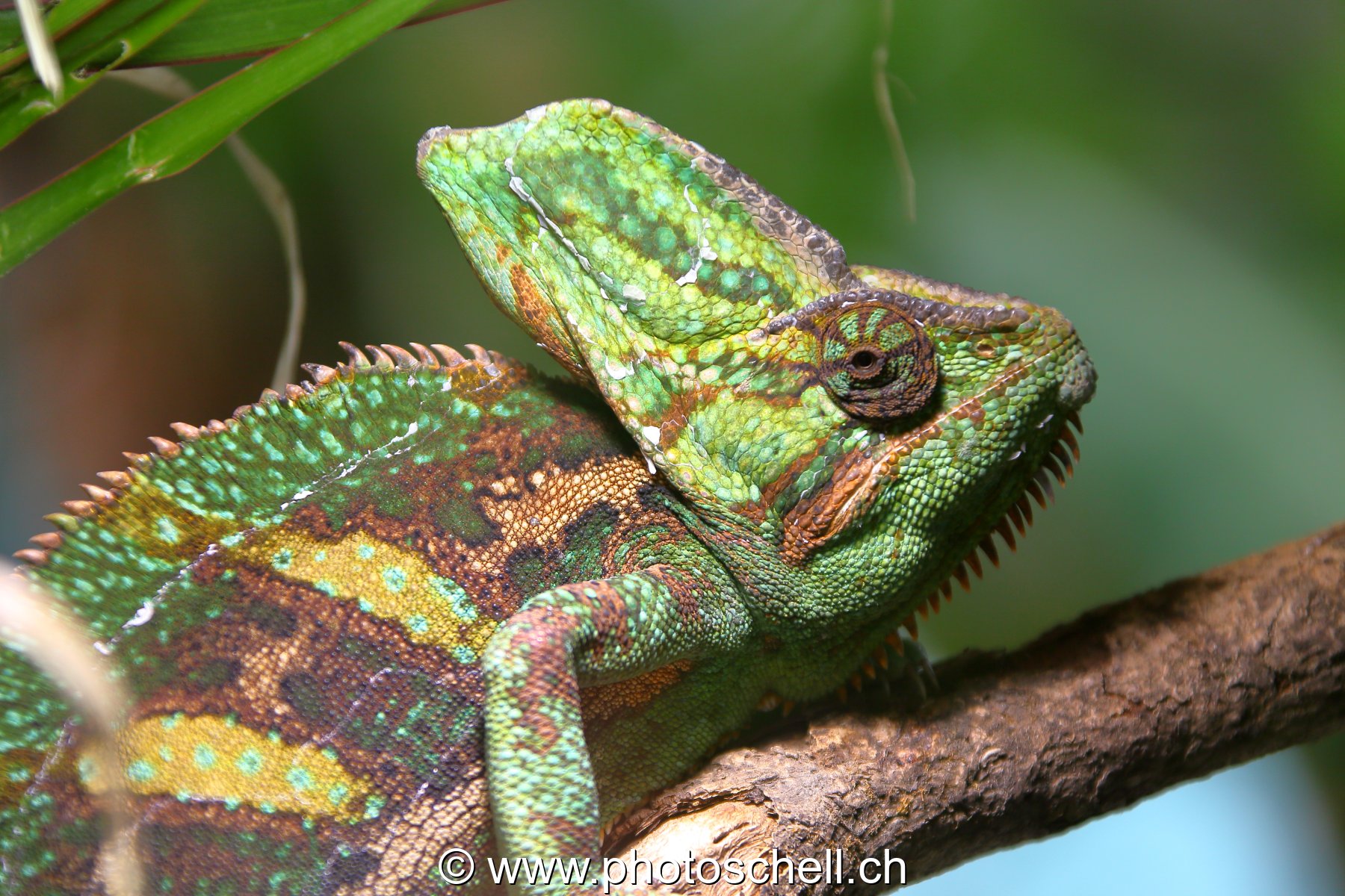 Iguane