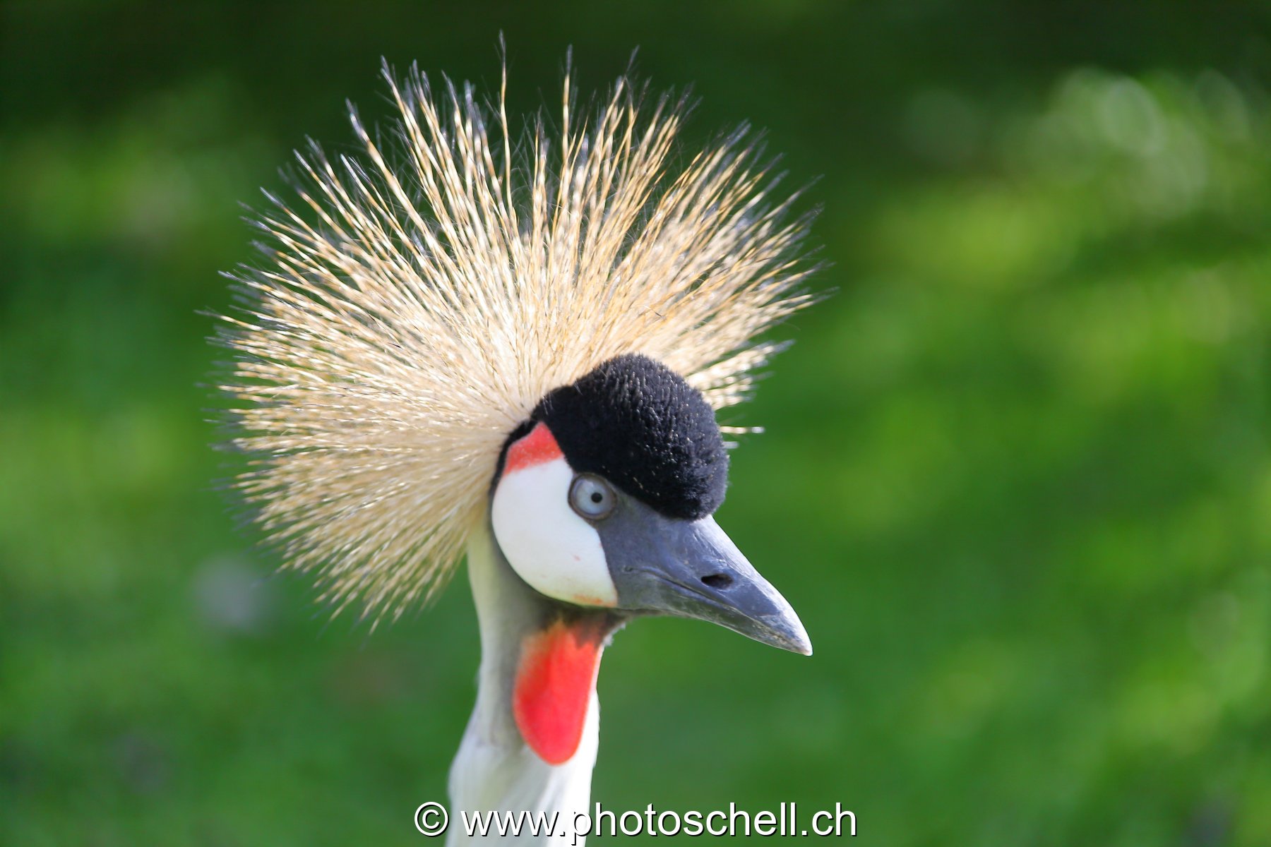 Oiseau avec sa colerette