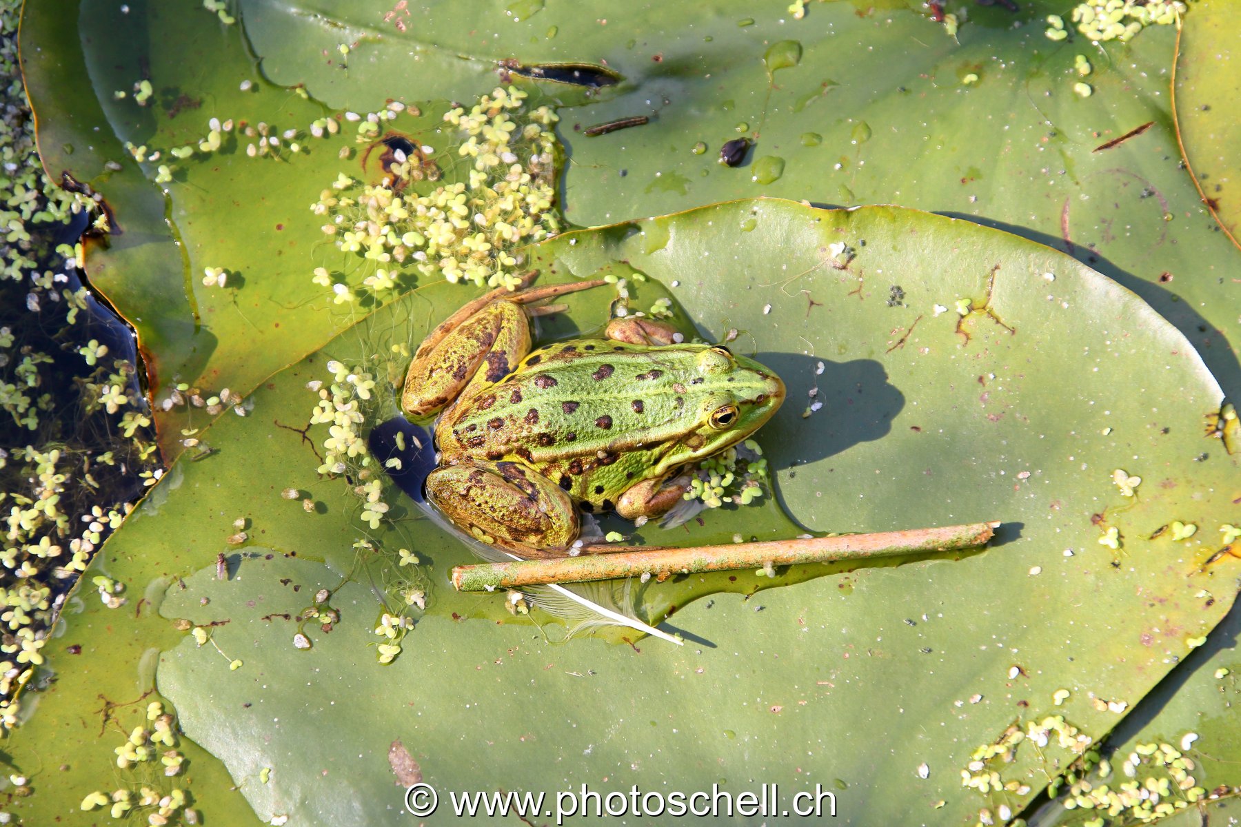 Grenouille sur sa feuille de nénuphare