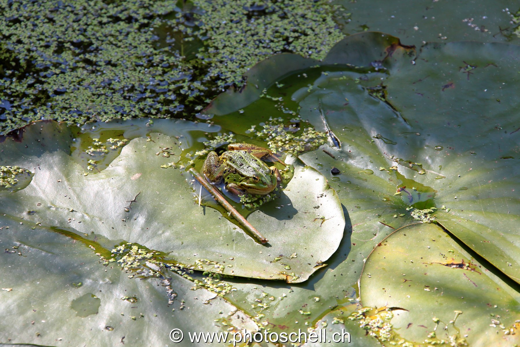 Grenouille sur sa feuille de nénuphare