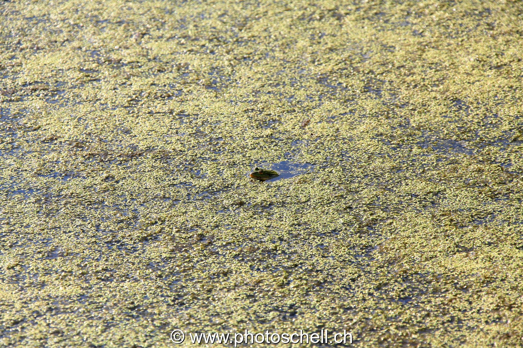 Grenouille cachée