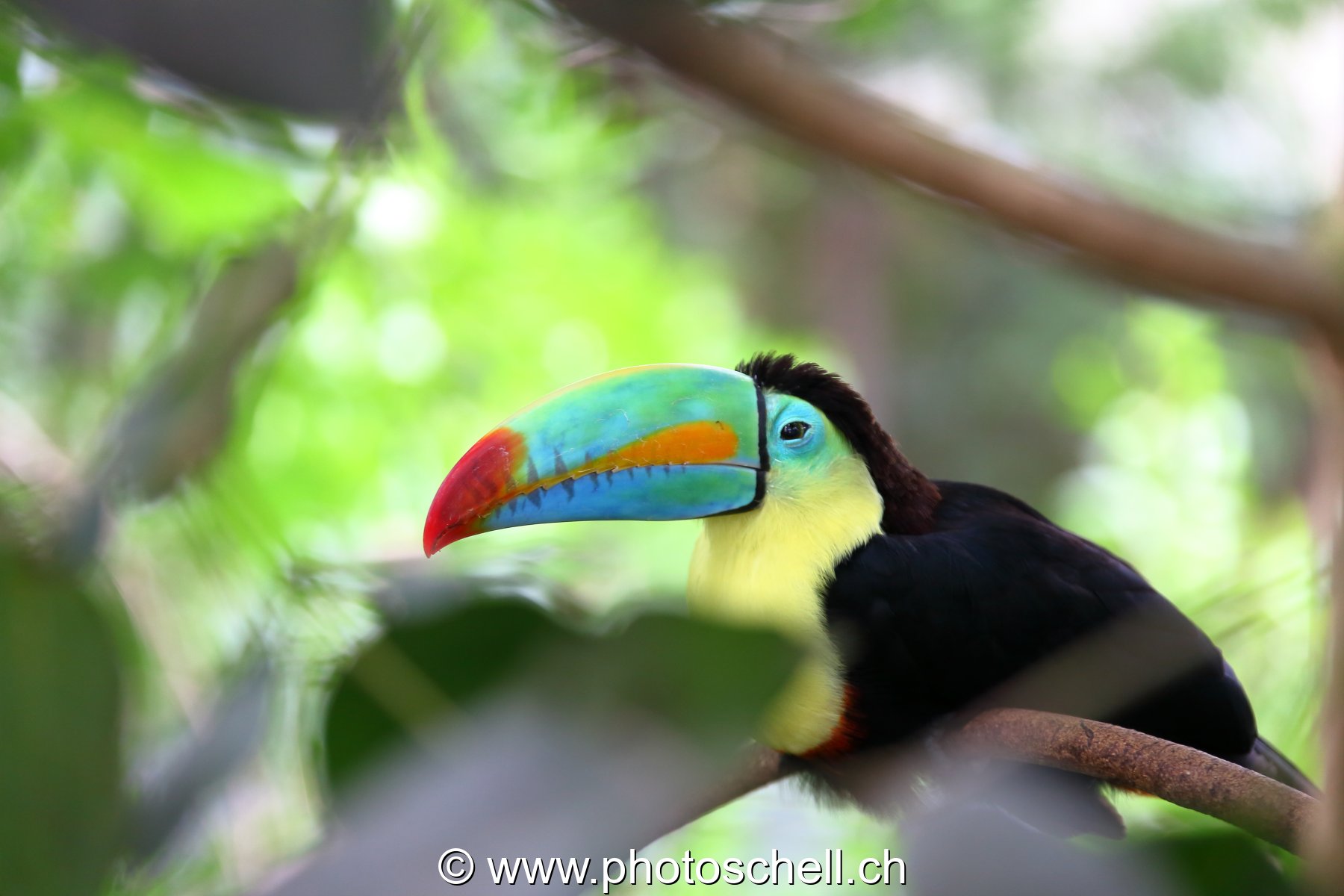 Toucan