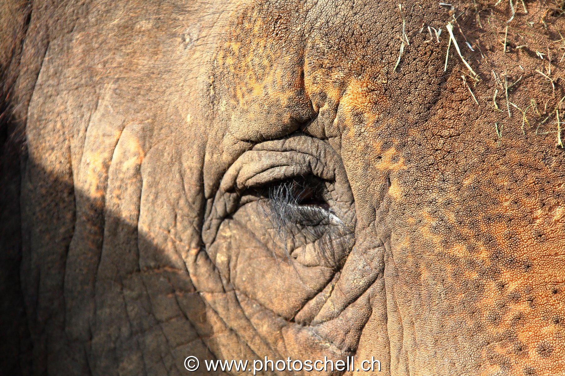 Regard d'éléphant