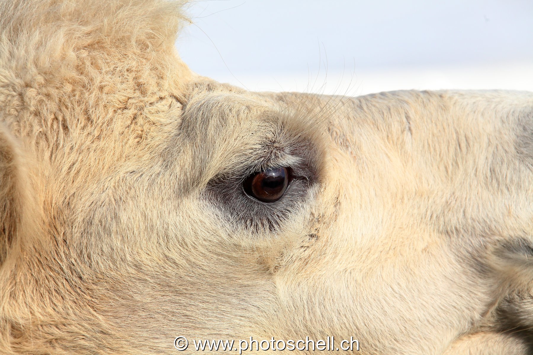 Regard de chameau