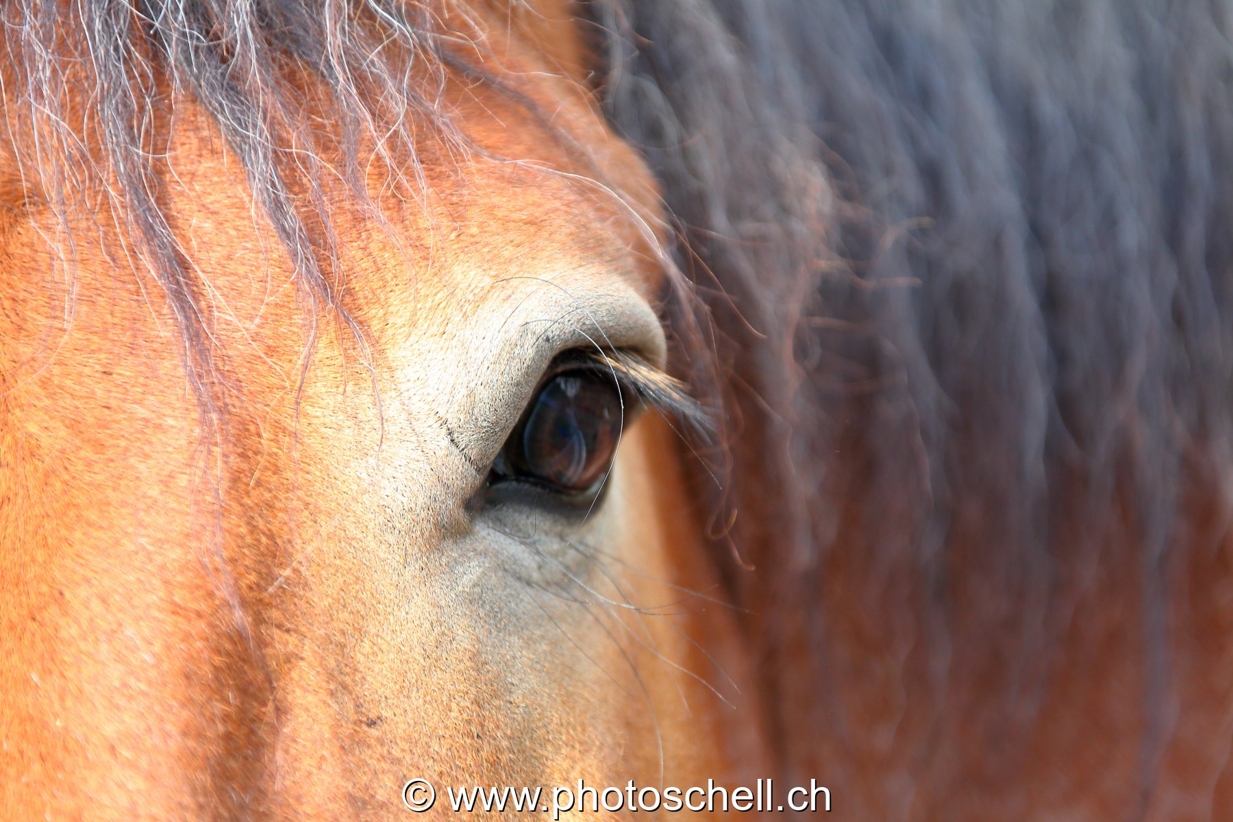 Regard de cheval