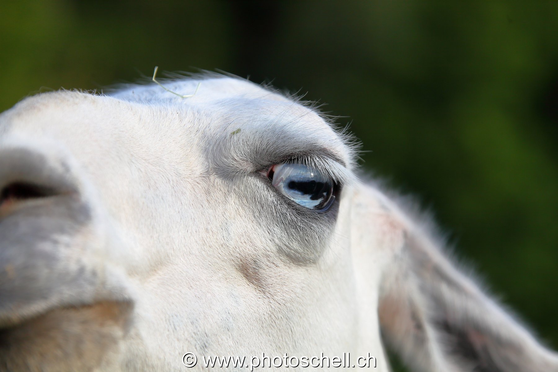 Regard de lama
