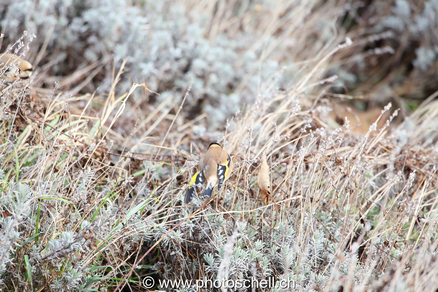 Oiseaux dans la lavande sèche