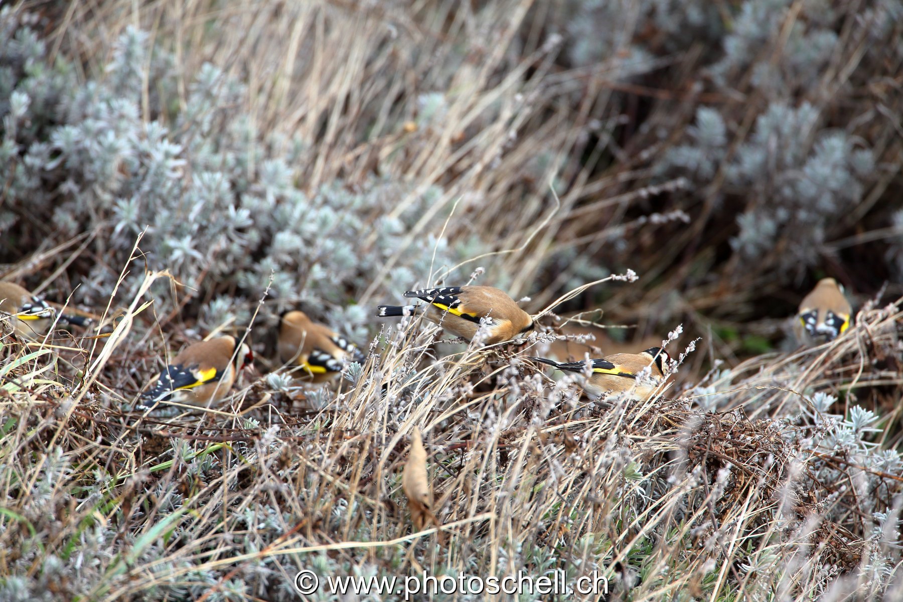 Oiseaux dans la lavande sèche