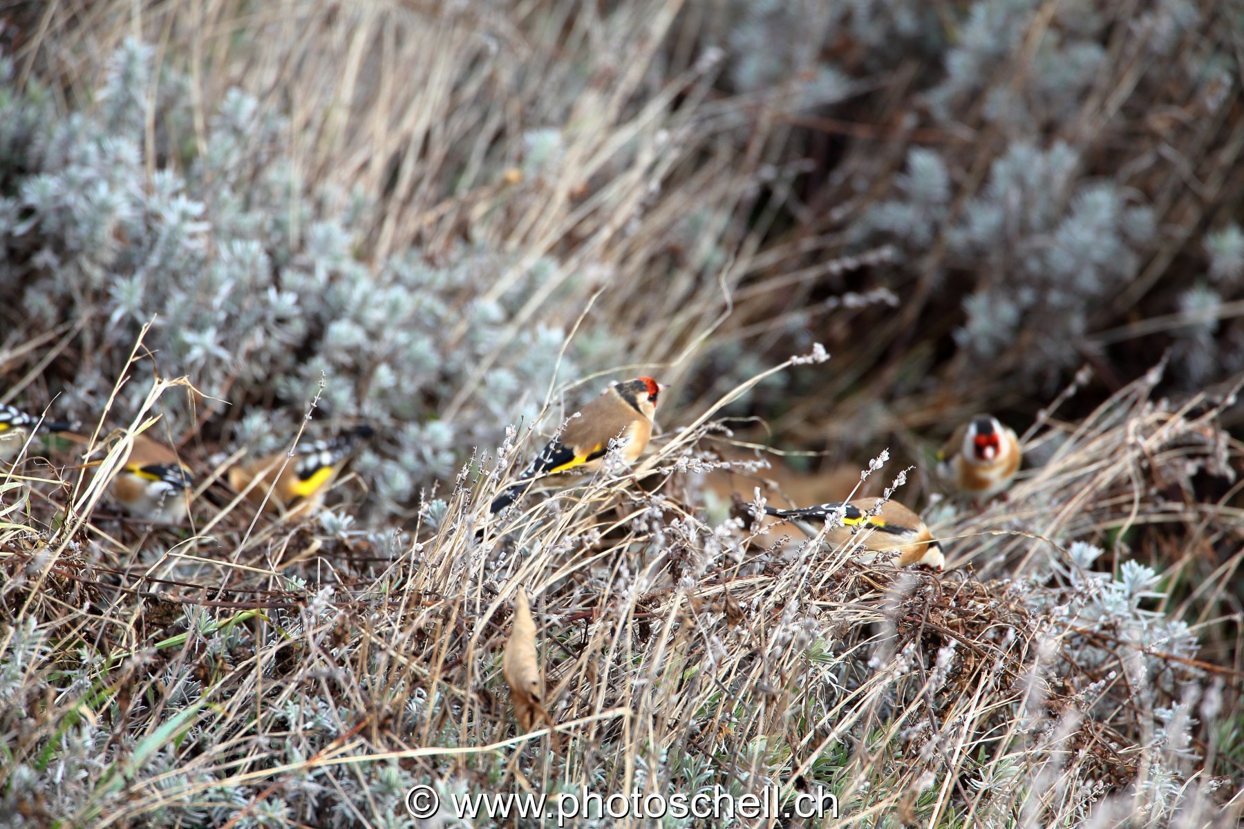 Oiseaux dans la lavande sèche