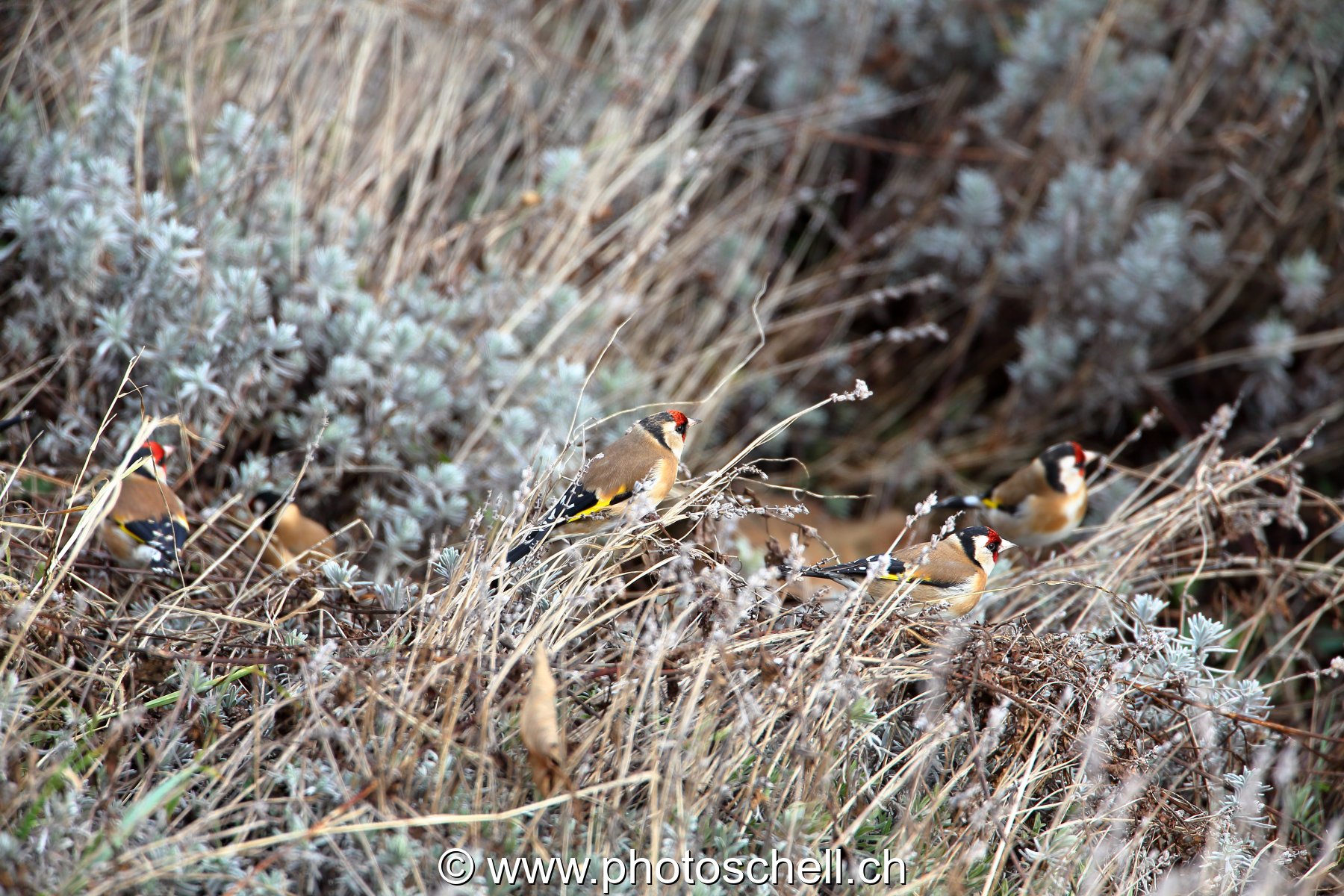 Oiseaux dans la lavande sèche