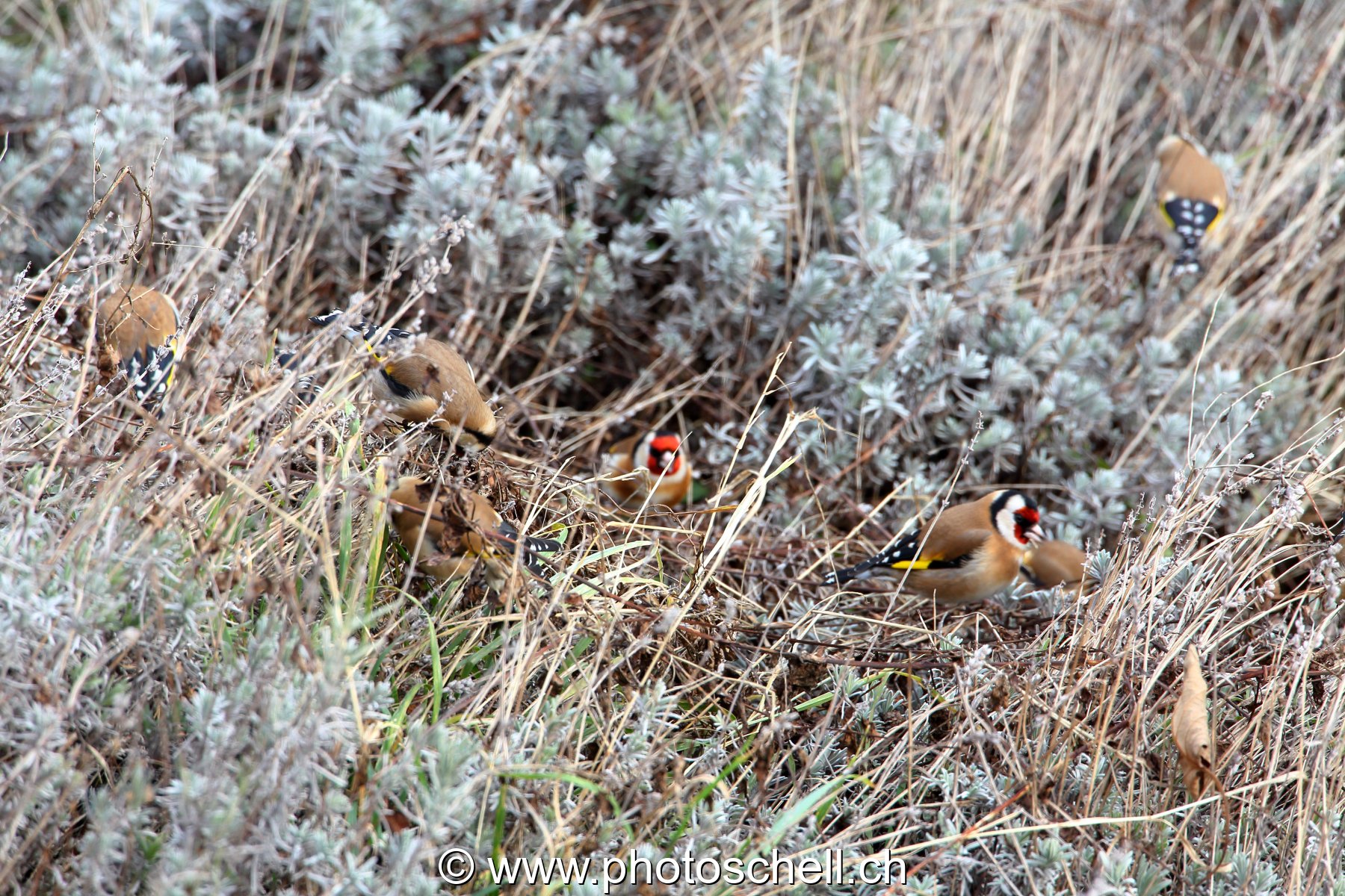 Oiseaux dans la lavande sèche