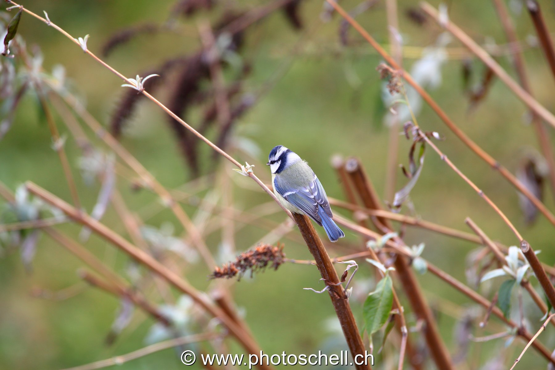 Oiseaux