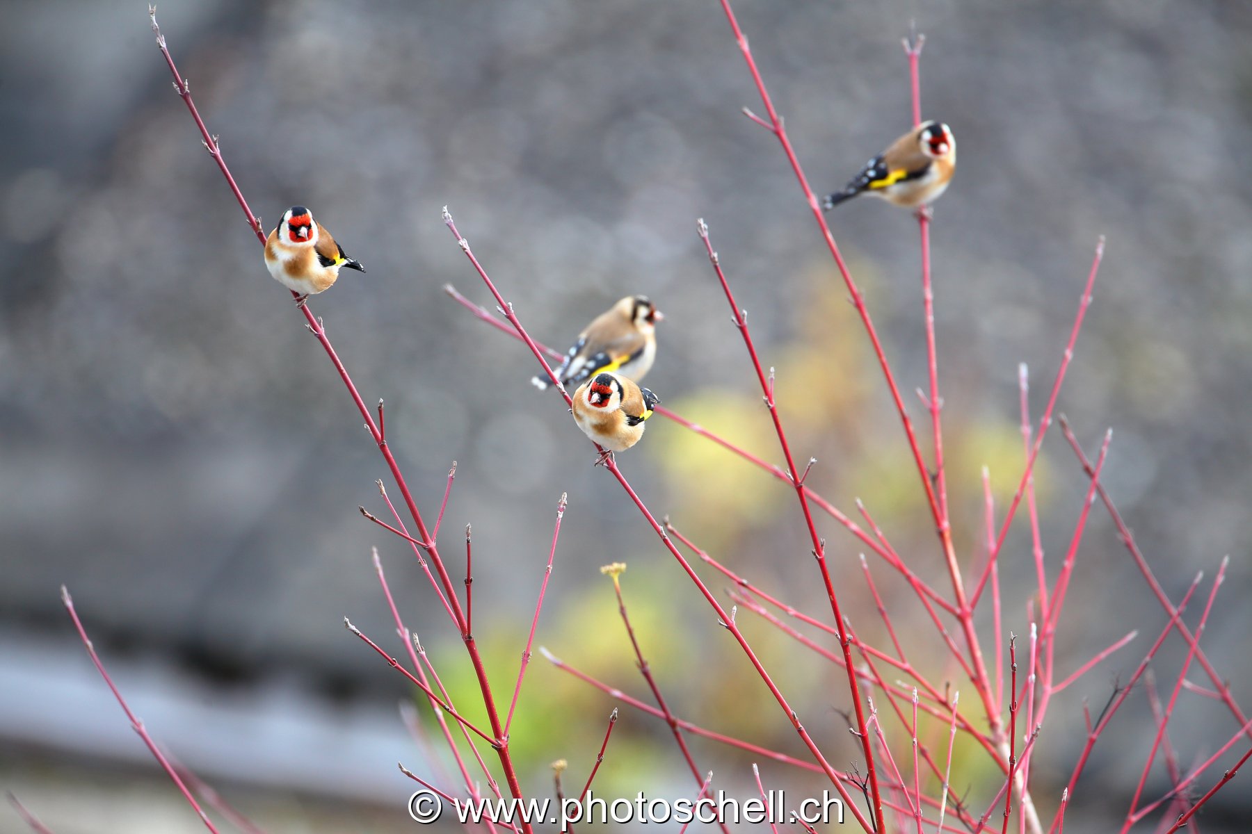 Oiseaux