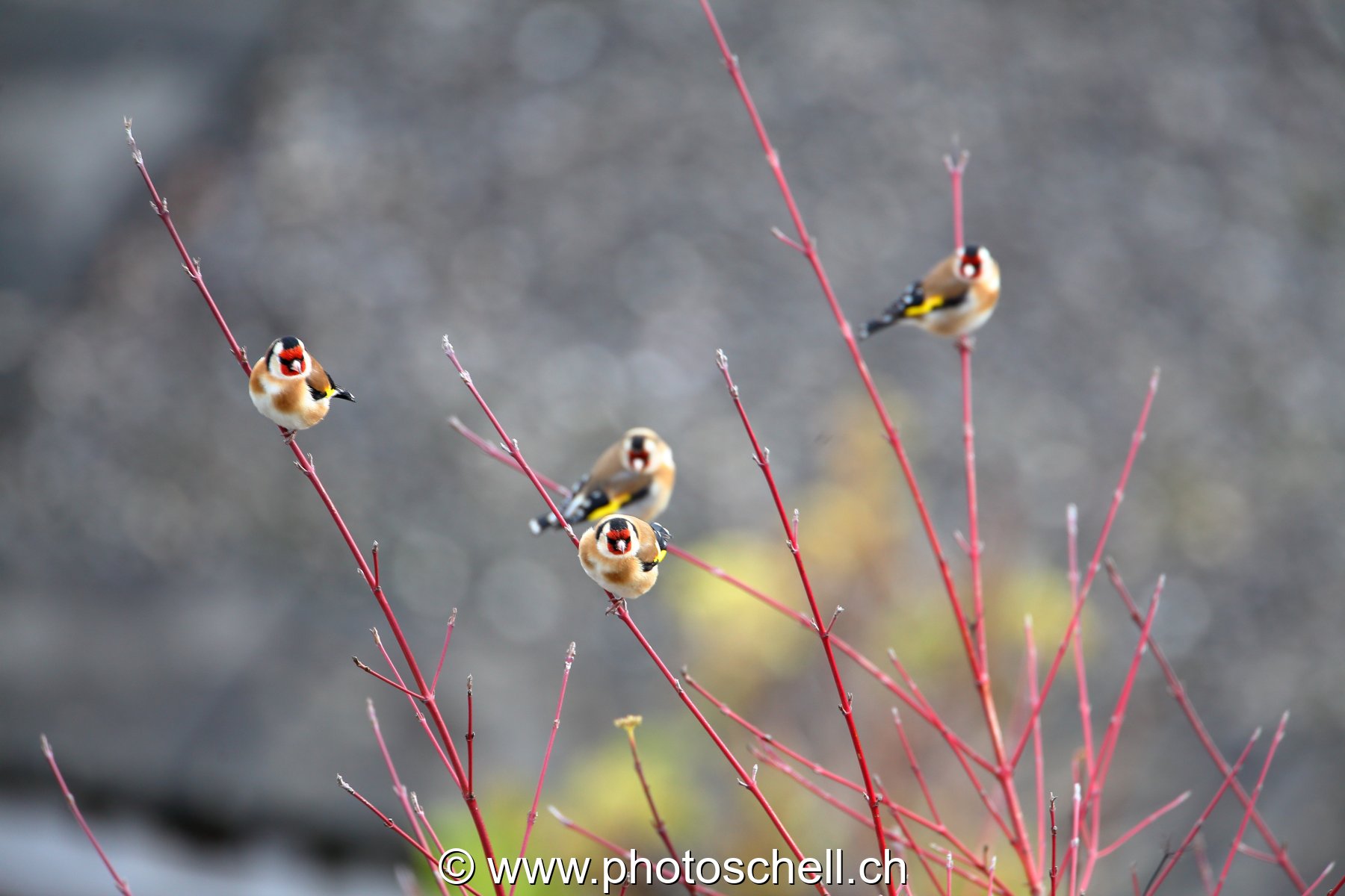 Oiseaux
