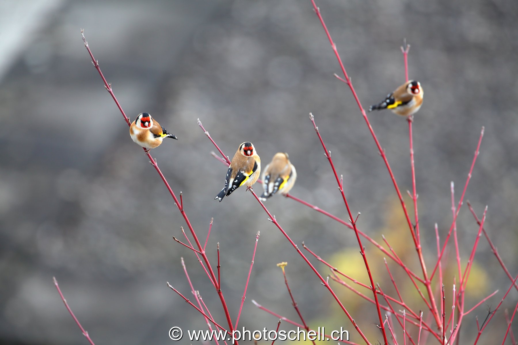 Oiseaux