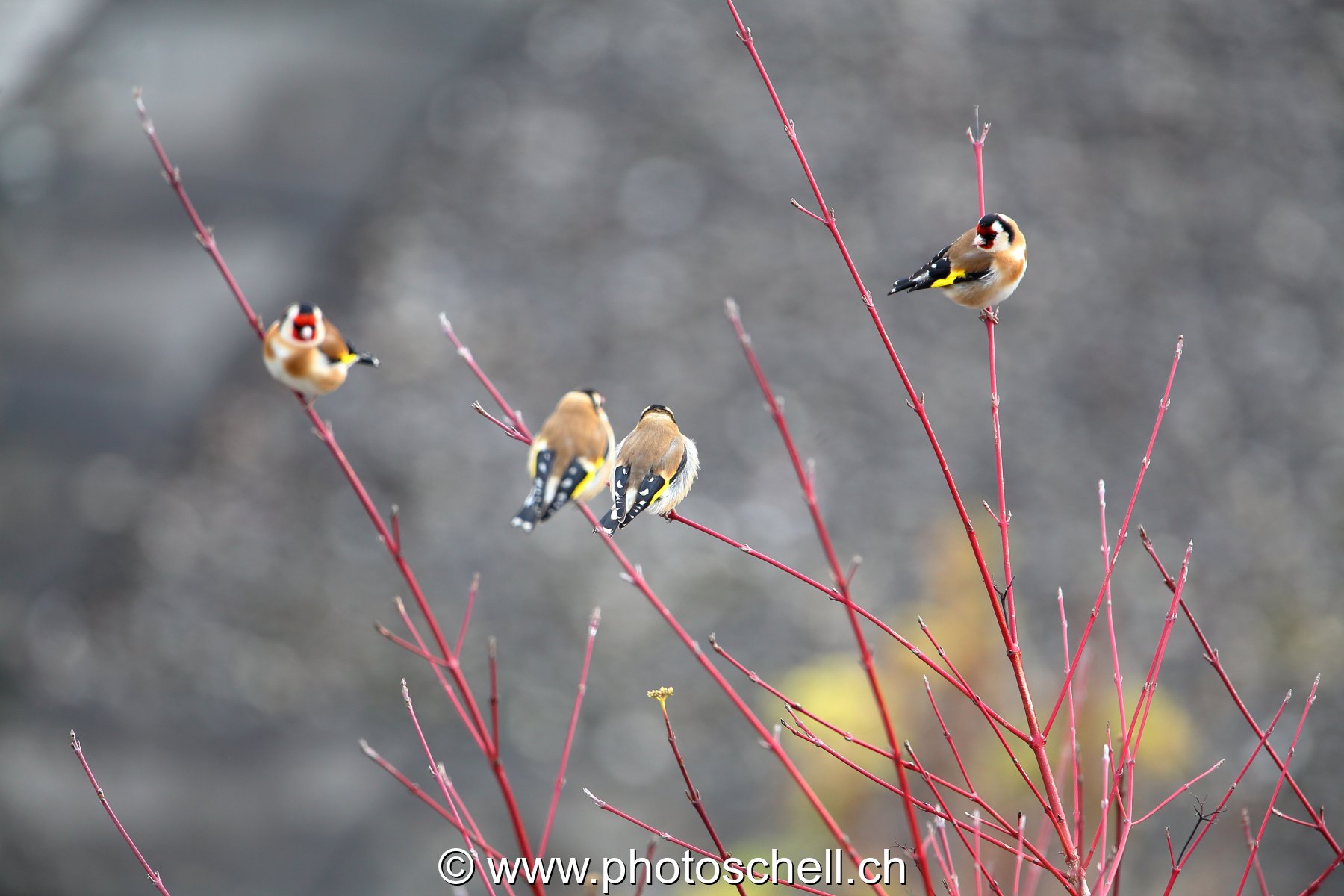 Oiseaux