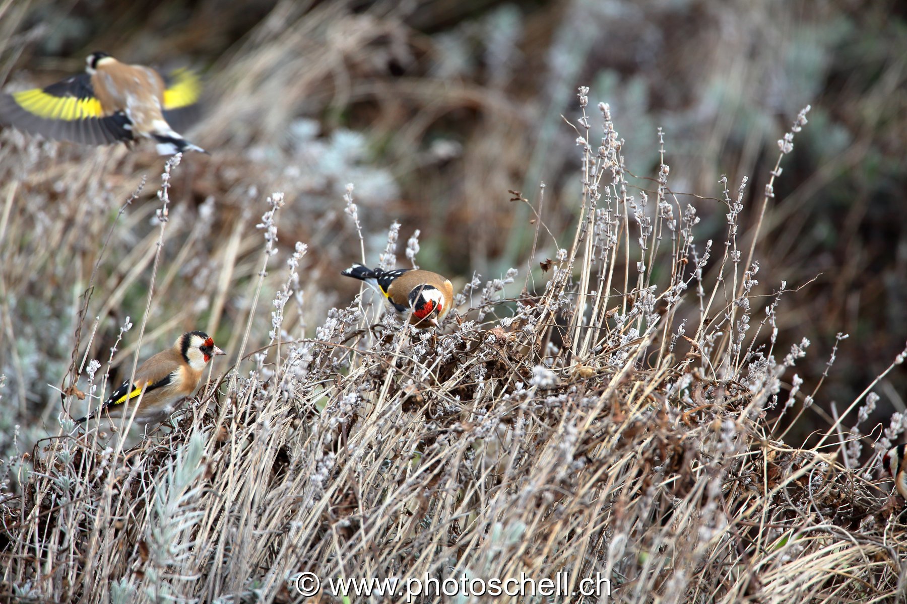 Oiseaux