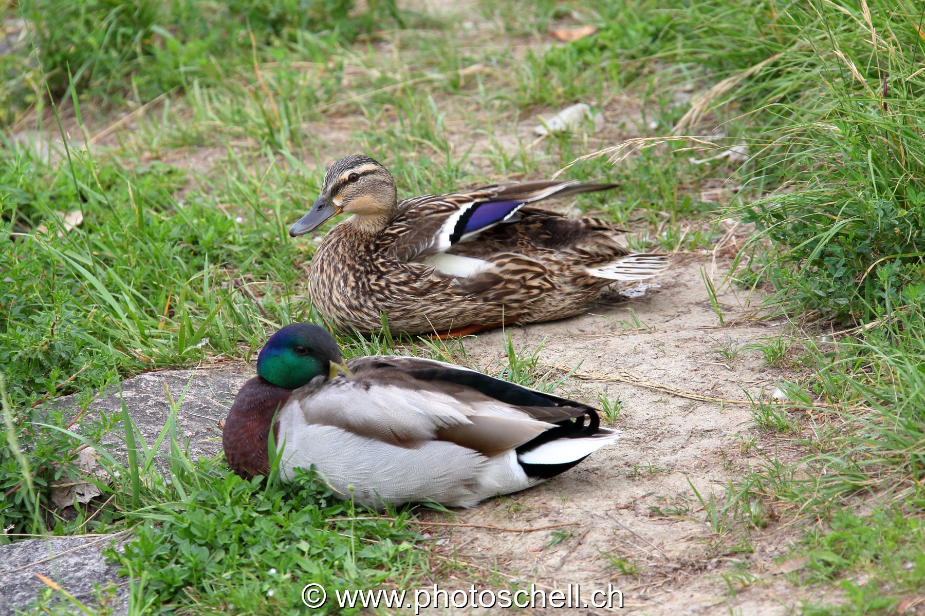 Couple de col verts