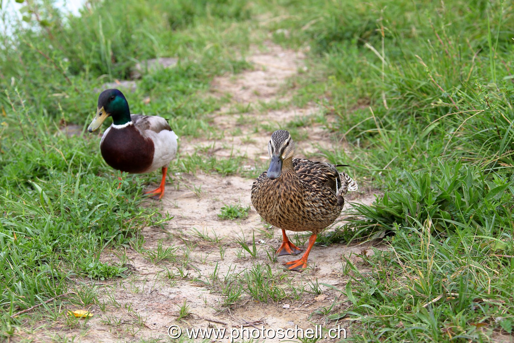 Couple de col verts